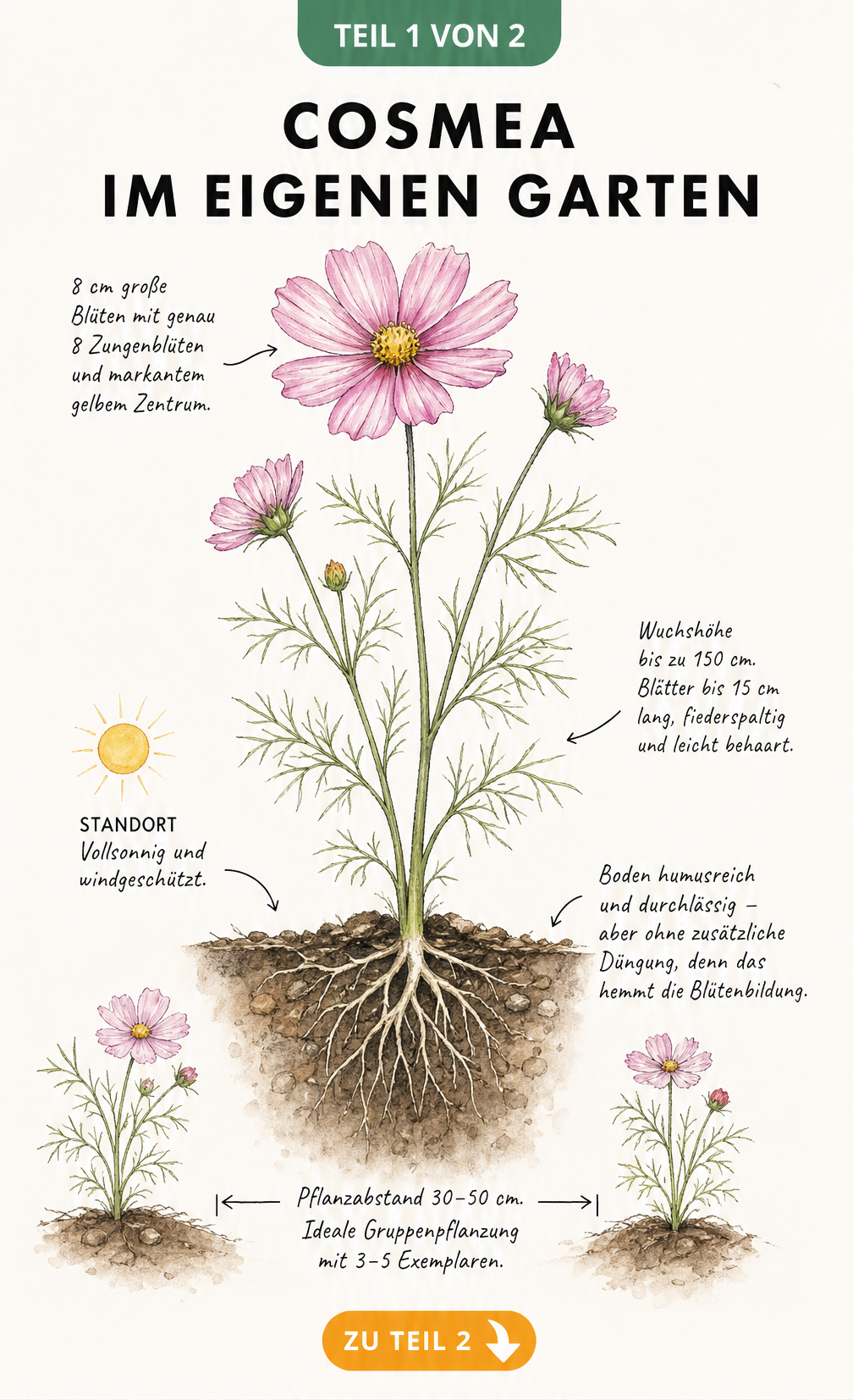 Botanische Illustration einer Cosmea mit Blüte, Stängel, Blättern und Wurzelballen im Erdquerschnitt