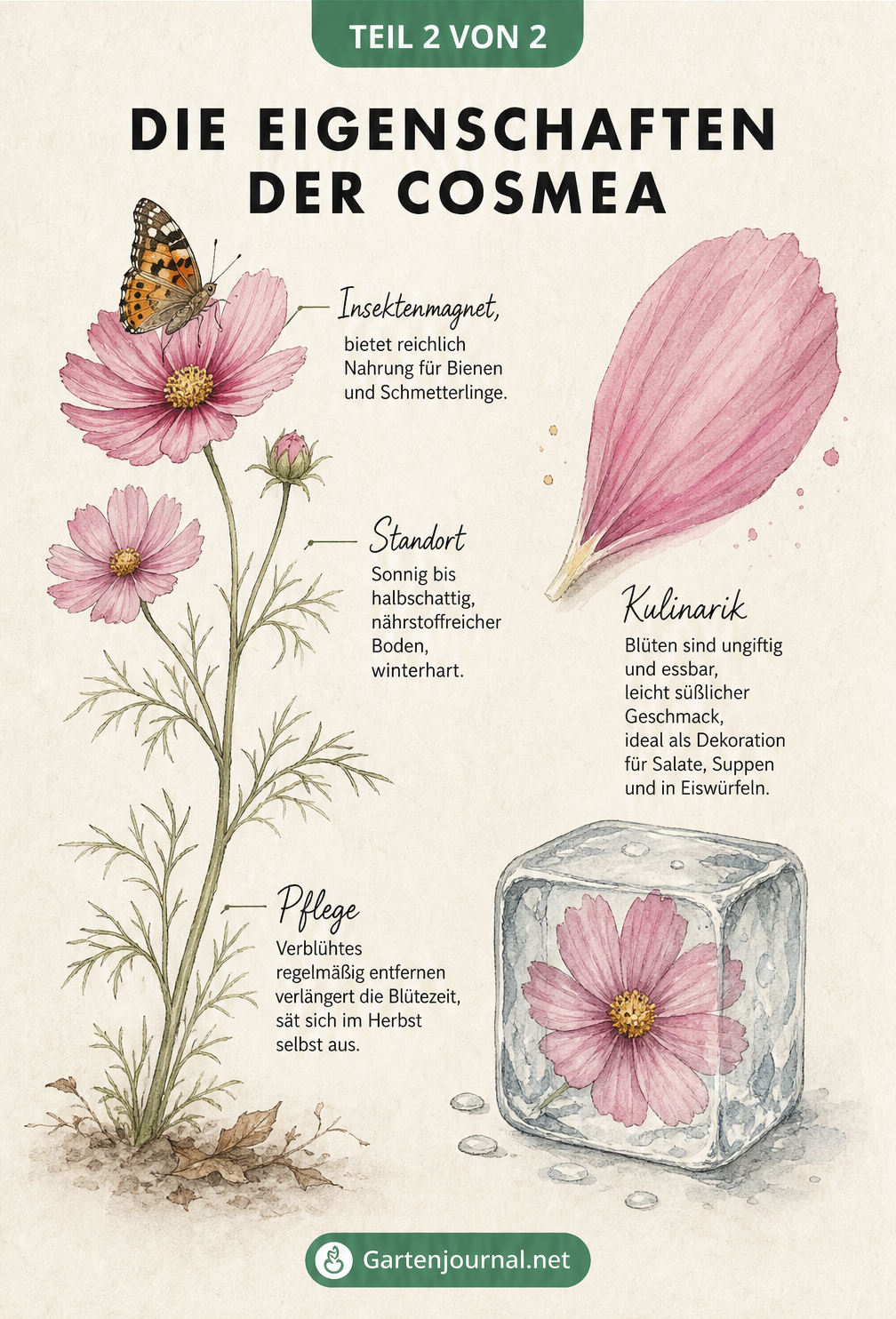 Botanische Illustration eines Cosmea-Stiels mit Schmetterling und Erklärungen zu Standort, Pflege und Essbarkeit