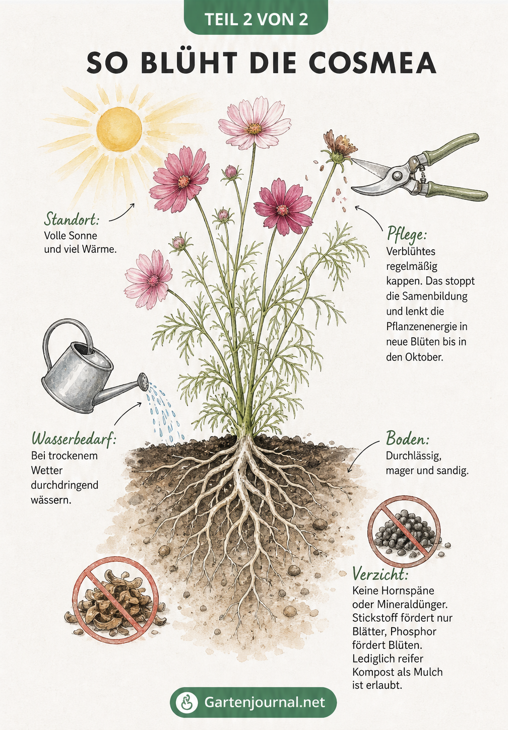 Querschnitt einer blühenden Cosmea mit idealen Bedingungen: volle Sonne, magerer Boden ohne Mineraldünger und regelmäßiges Kappen verblühter Blüten.
