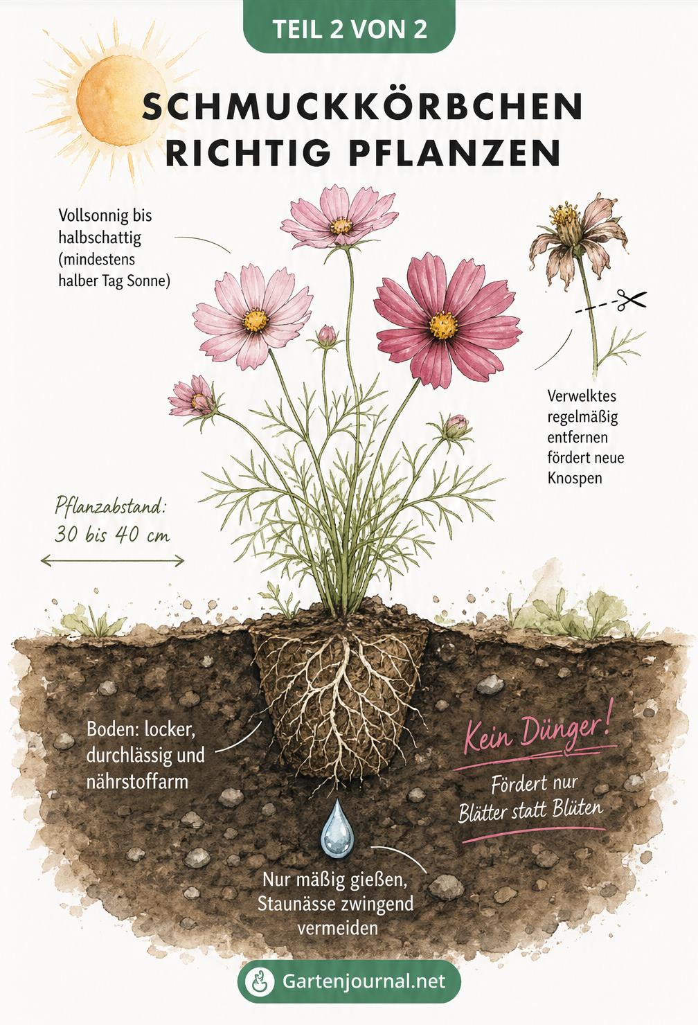 Illustration zum Pflanzen von Cosmea: Standort, Pflanzabstand und Bodenbeschaffenheit für das Schmuckkörbchen