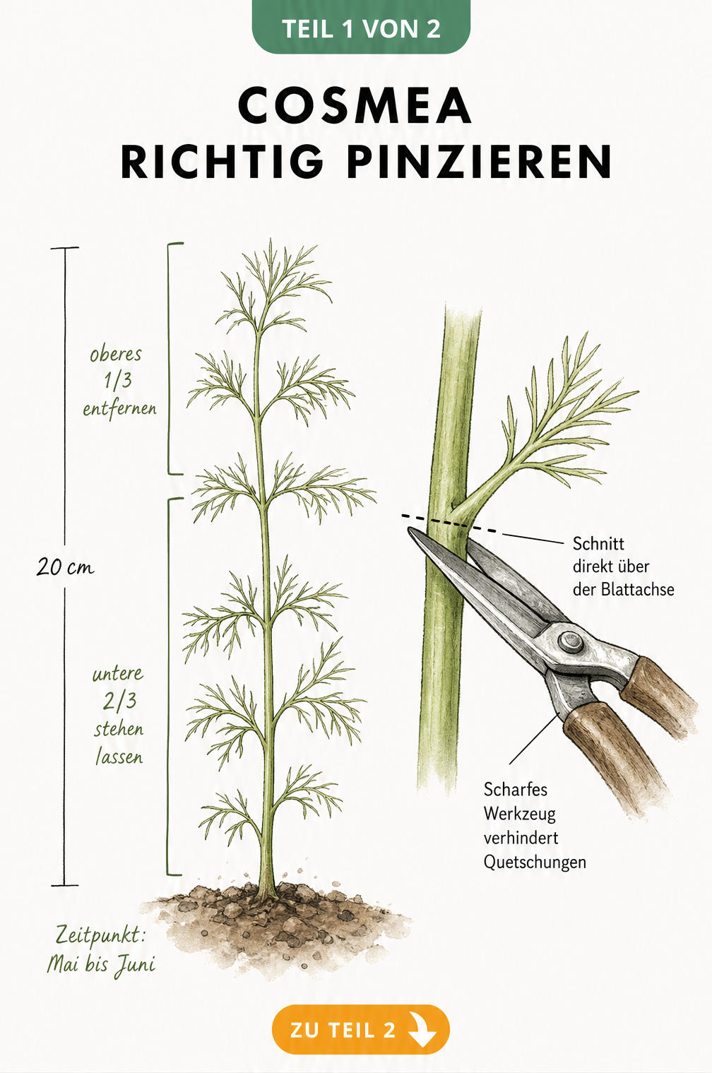 Botanische Illustration einer jungen Cosmea-Pflanze mit Maßstab und Detailzeichnung zum richtigen Pinzieren