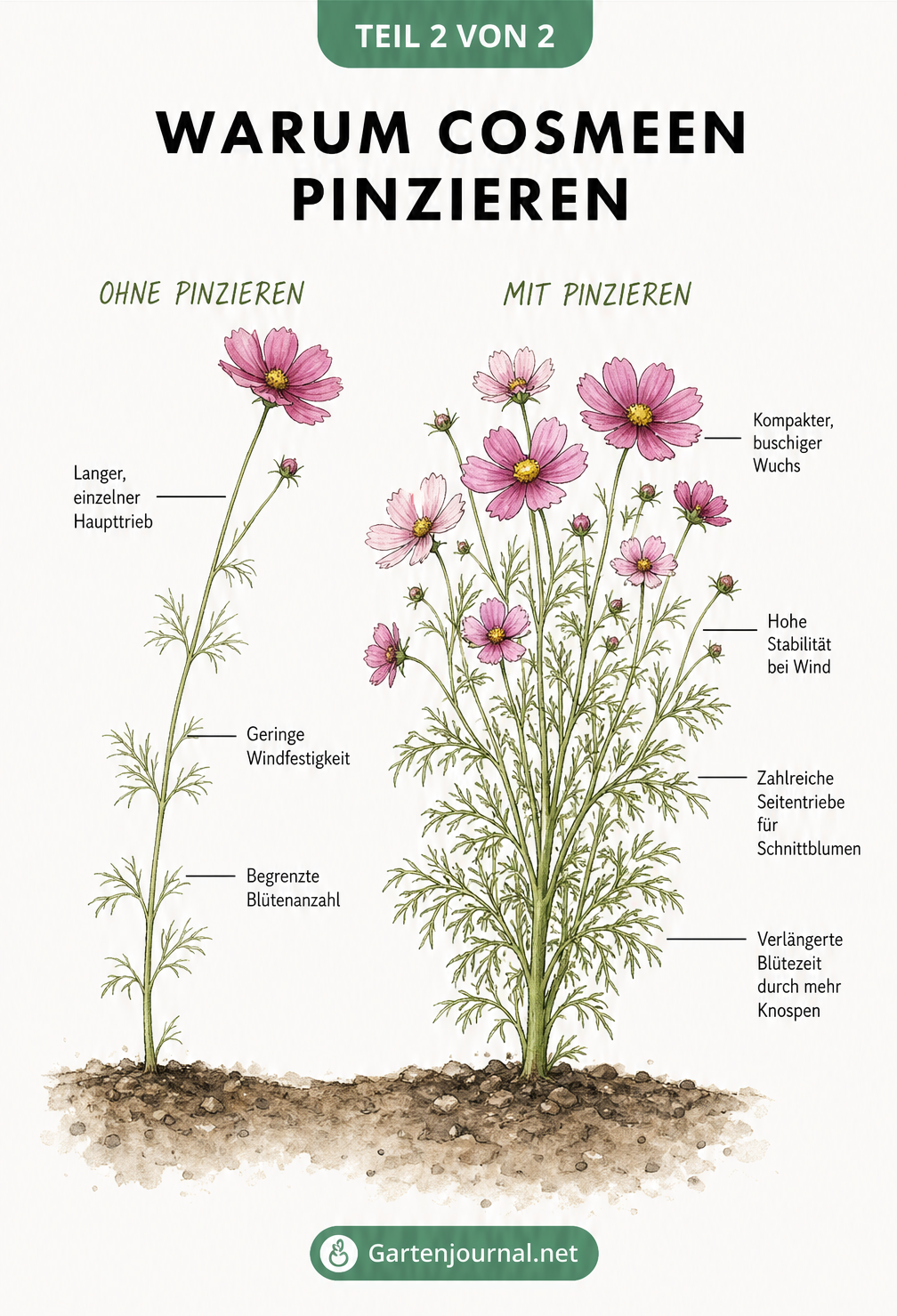 Gegenüberstellung zweier Cosmea-Pflanzen: links unpinziert mit langem Haupttrieb, rechts pinziert mit buschigem Wuchs und vielen Blüten