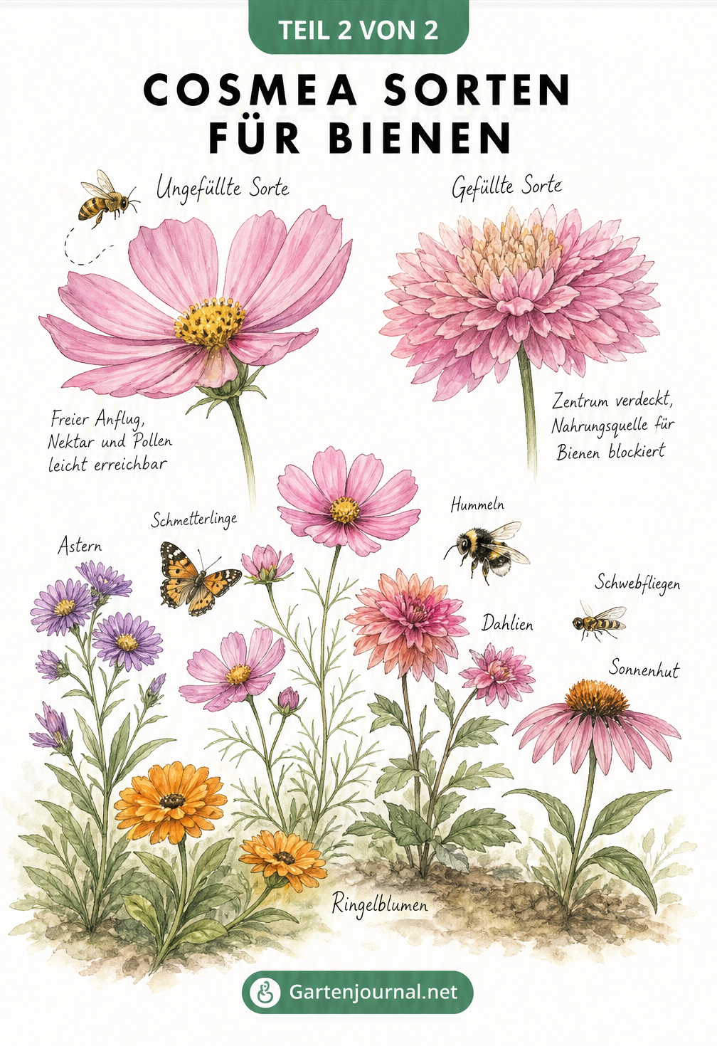 Vergleich von ungefüllter und gefüllter Cosmea-Blüte sowie Beet-Szenerie mit Pflanzpartnern
