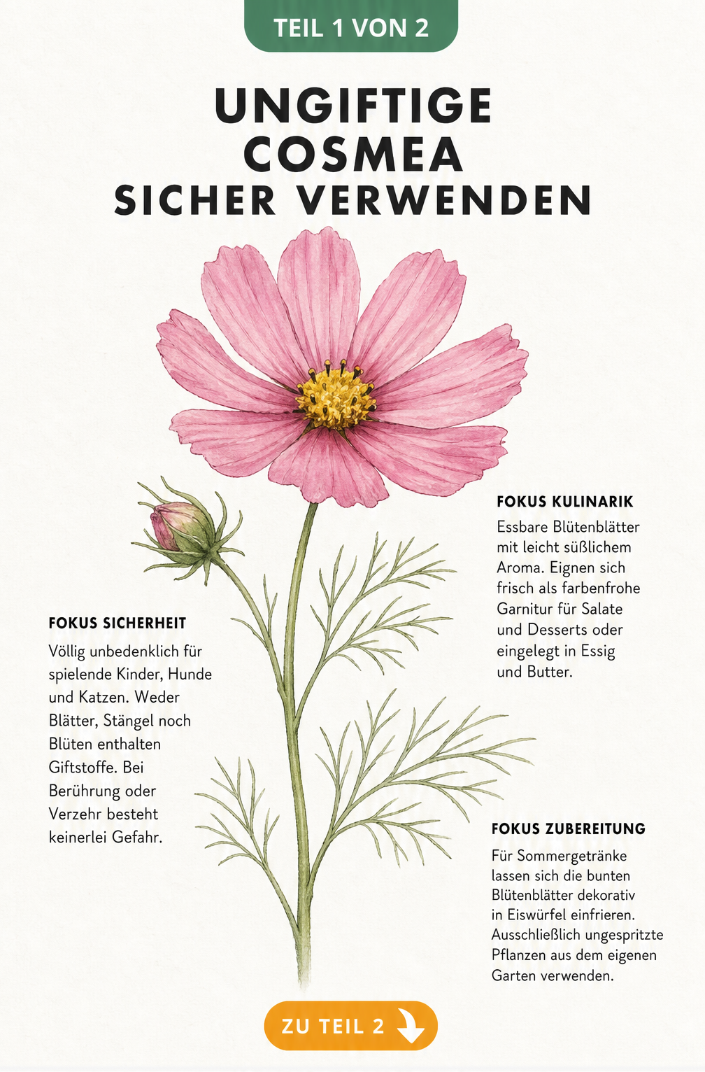 Aquarell-Zeichnung einer rosafarbenen Cosmea mit Informationen zur Ungiftigkeit und essbaren Blüten