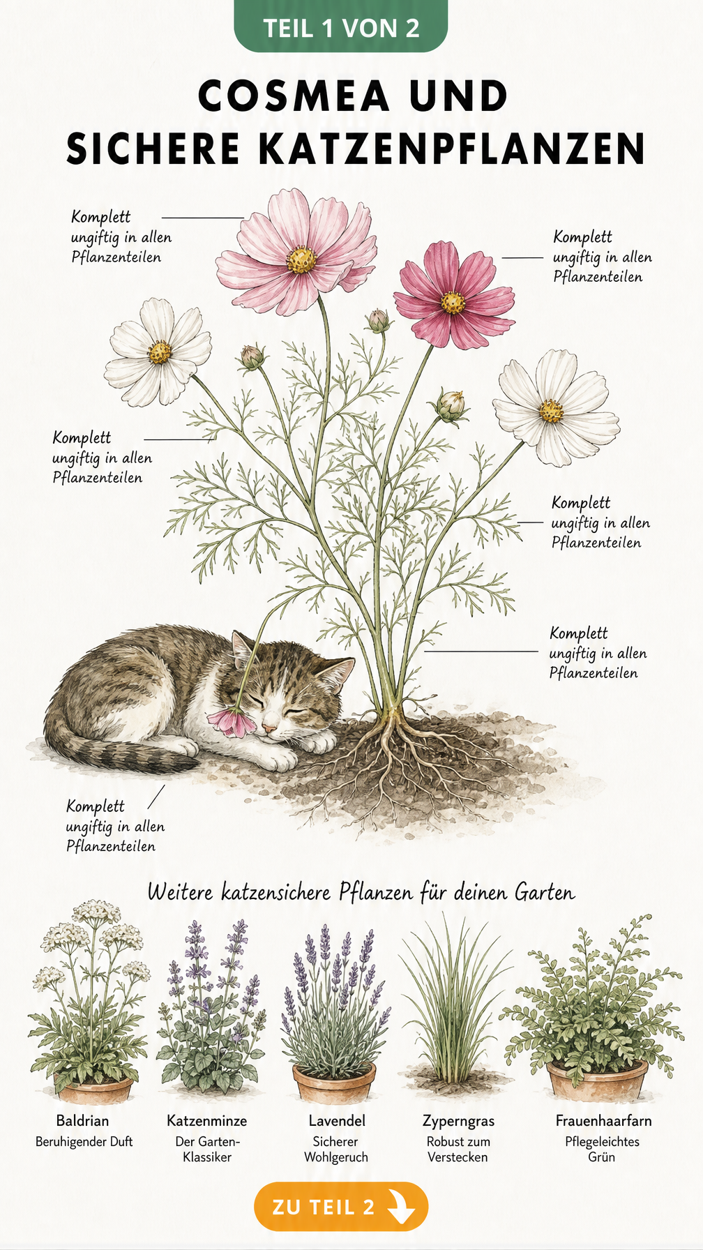 Botanische Illustration einer Cosmea mit schlafender Katze und fünf weiteren ungiftigen Pflanzen wie Baldrian und Katzenminze
