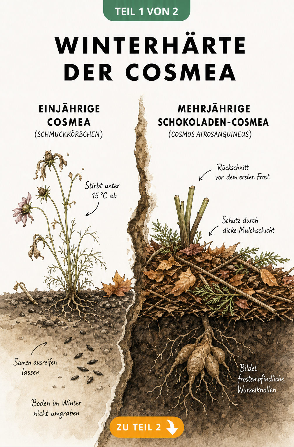Illustration der Winterhärte von Cosmea: Einjährige Sorten sterben ab und säen sich aus, mehrjährige Sorten überwintern als Wurzelknolle unter einer...