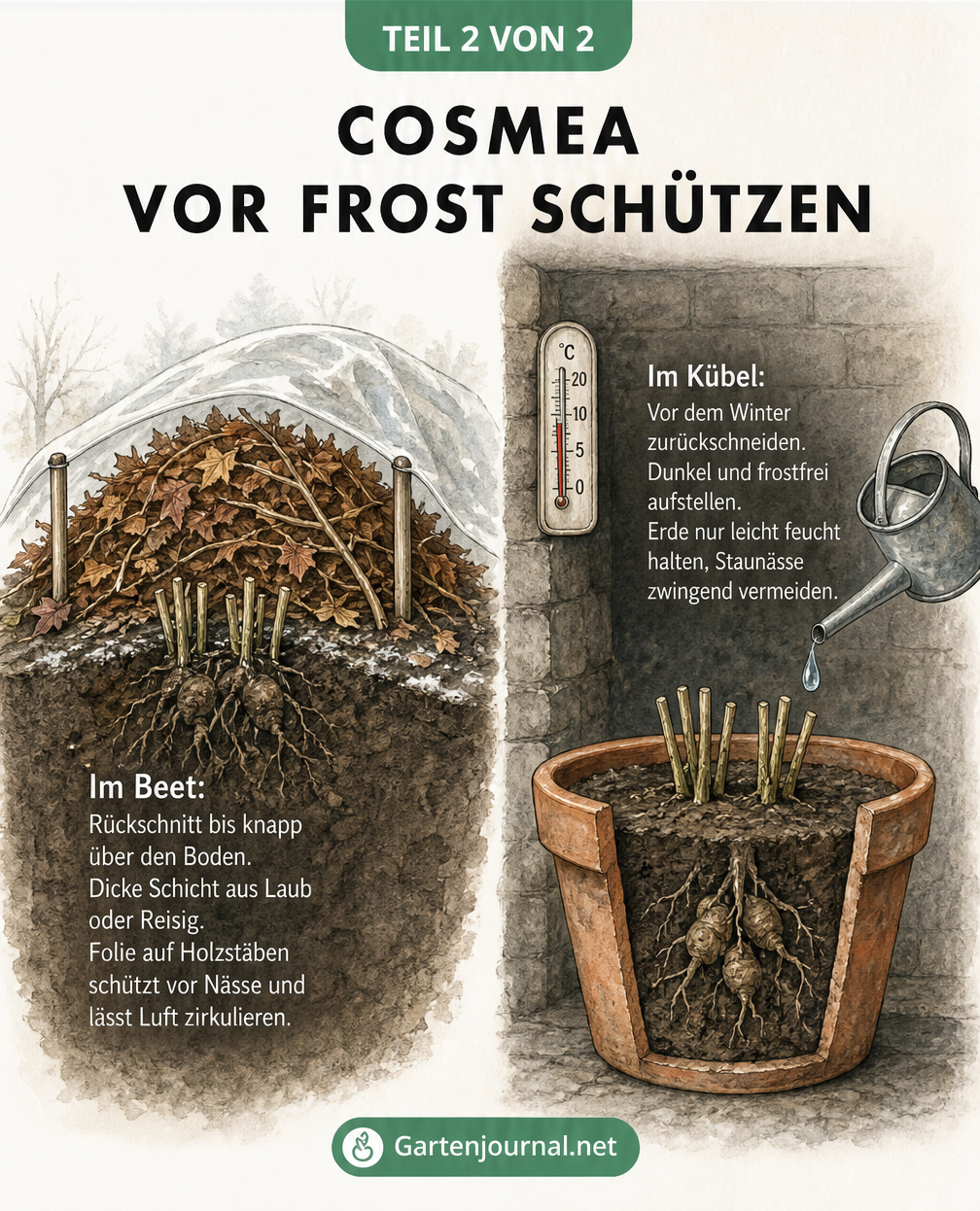 Querschnitt-Illustration zum Winterschutz von Cosmeen im Beet mit Laub und Folie sowie im Kübel im dunklen Keller