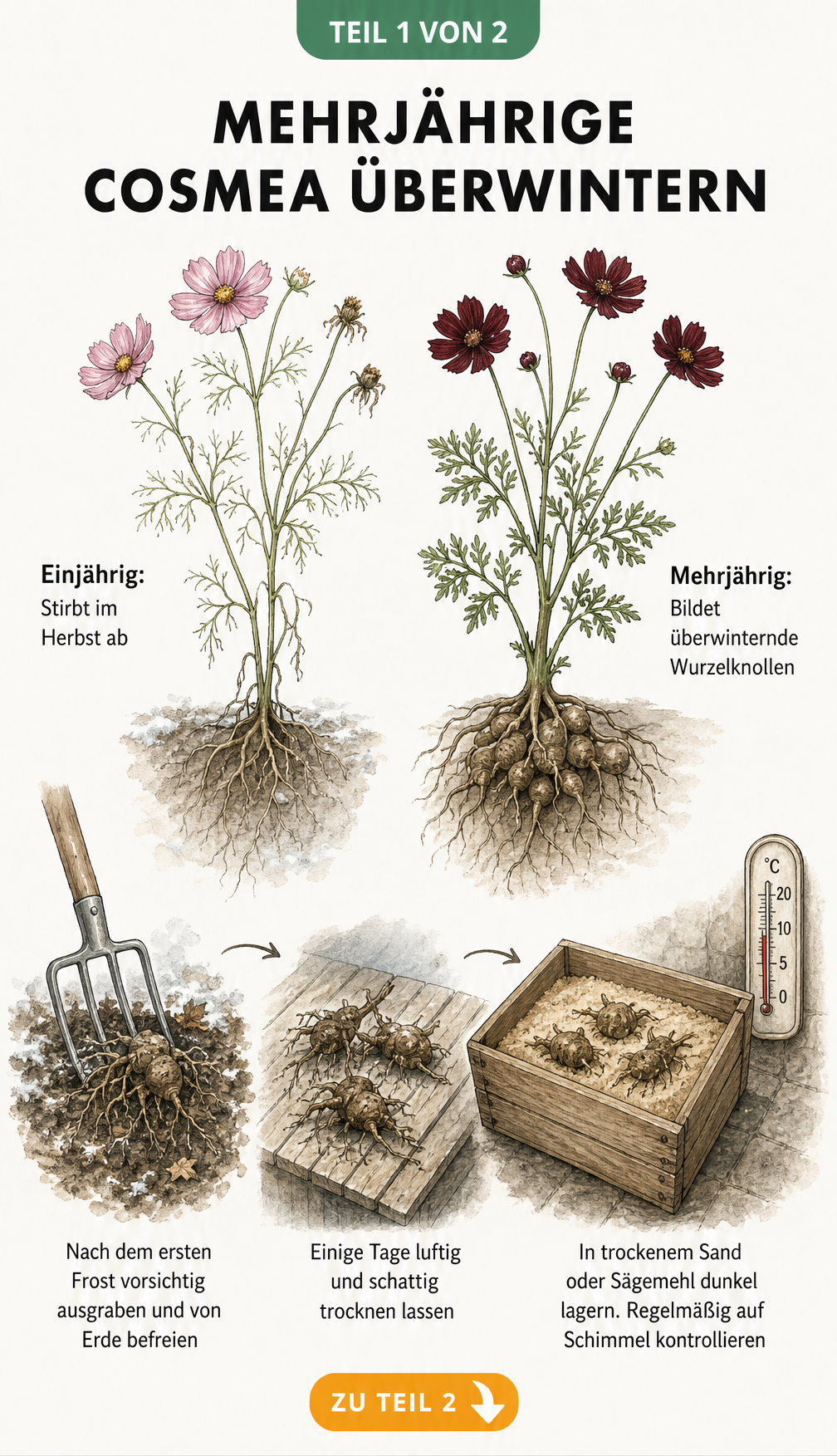 Botanische Illustration von einjährigen und mehrjährigen Cosmeen mit Anleitung zum Ausgraben und Lagern der Wurzelknollen