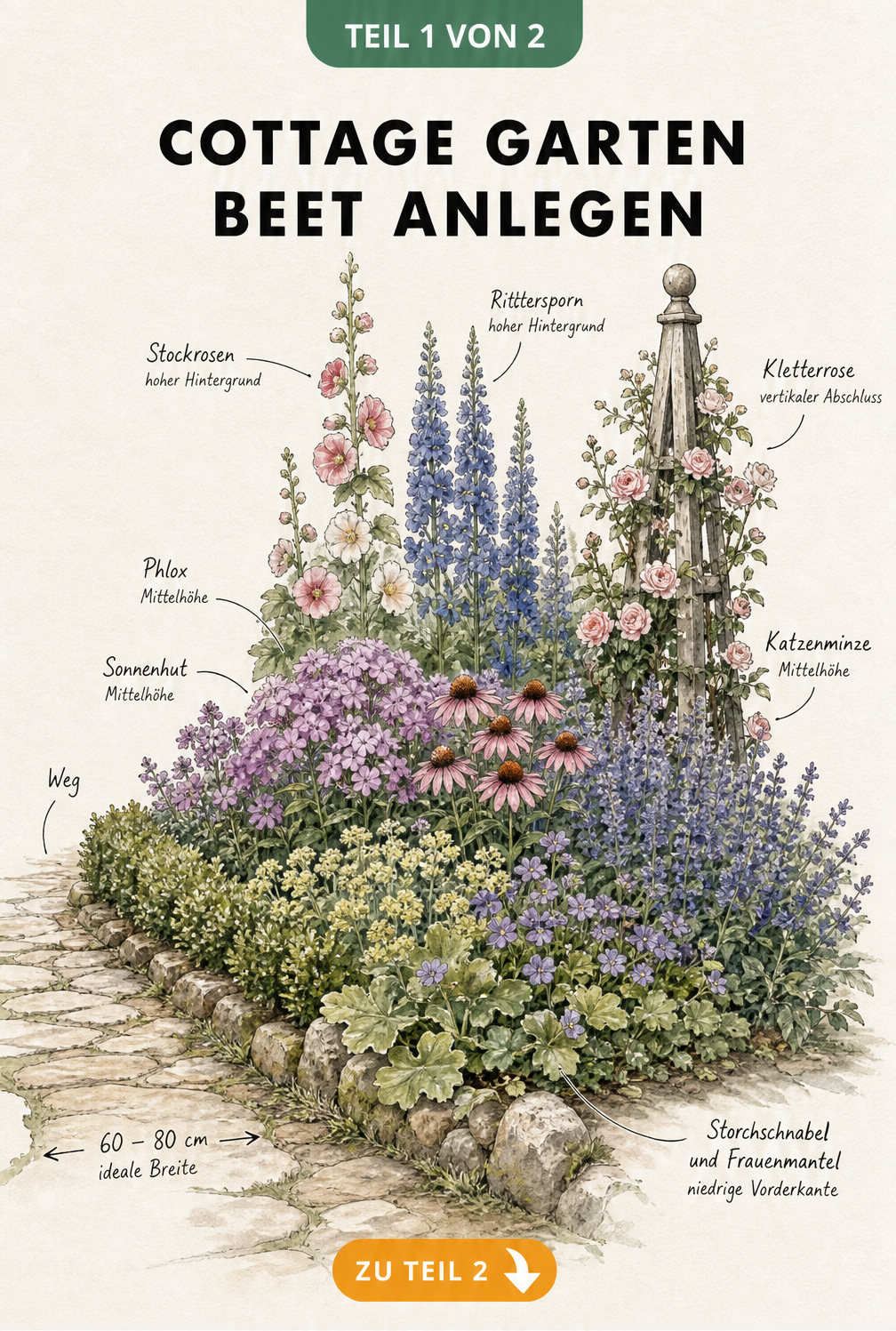 Illustration eines Cottage Gartenbeets mit Höhenstaffelung von Storchschnabel bis Stockrosen und Natursteinweg