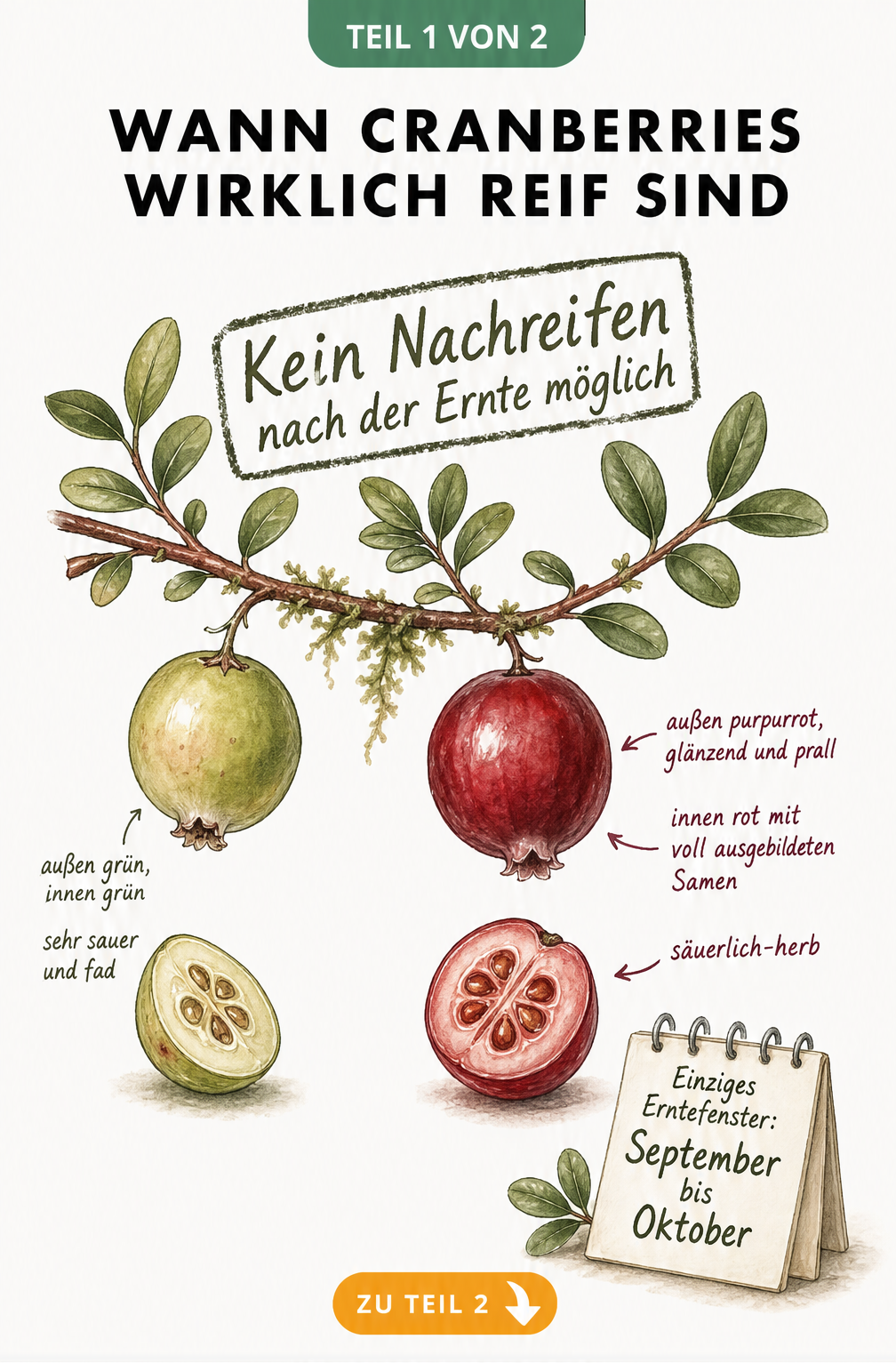 Botanische Illustration eines Cranberry-Zweigs mit einer unreifen grünen und einer reifen roten Beere sowie Erntezeitraum