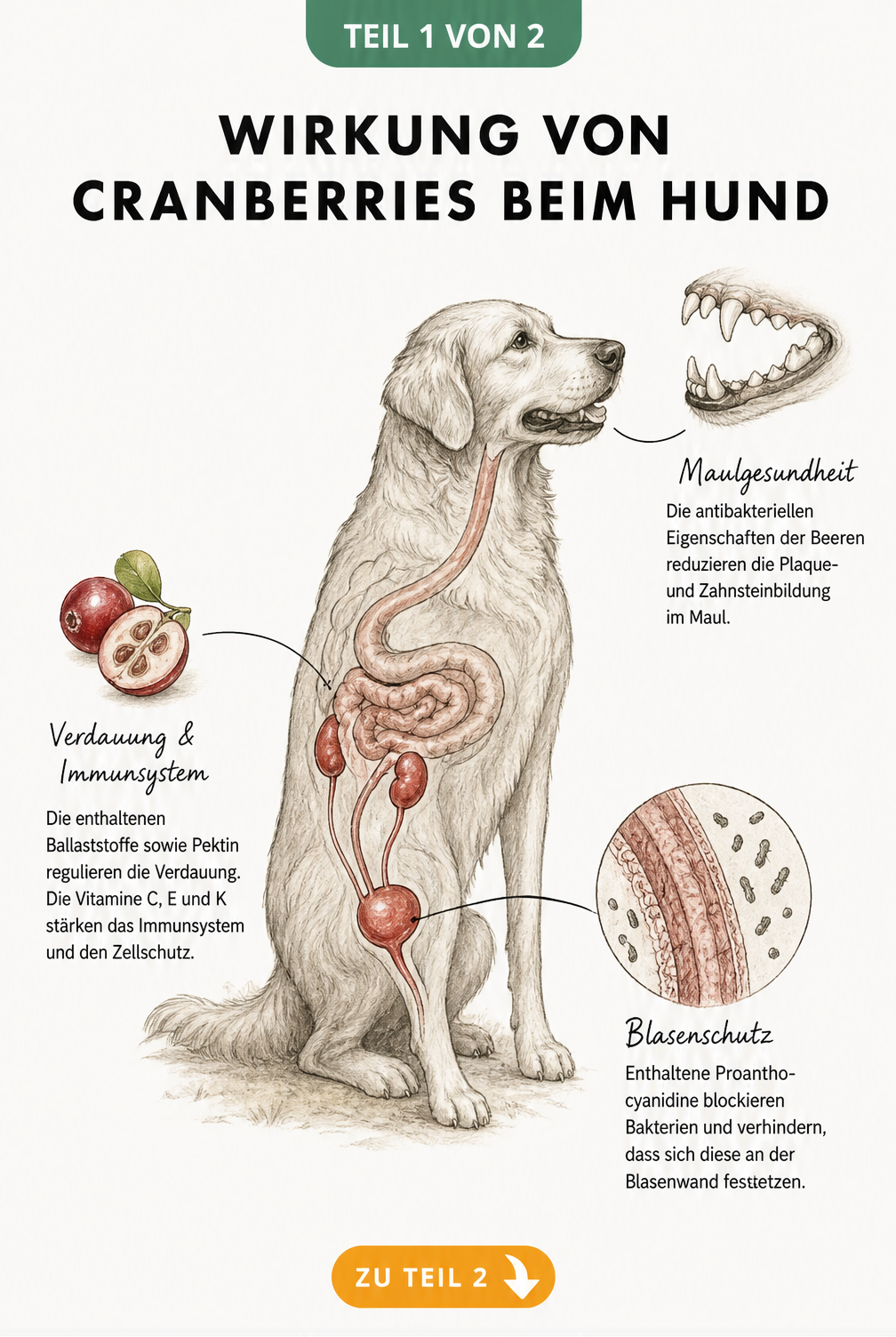 Anatomische Skizze eines Hundes, die die positive Wirkung von Cranberries auf Zähne, Blase und Verdauung zeigt.