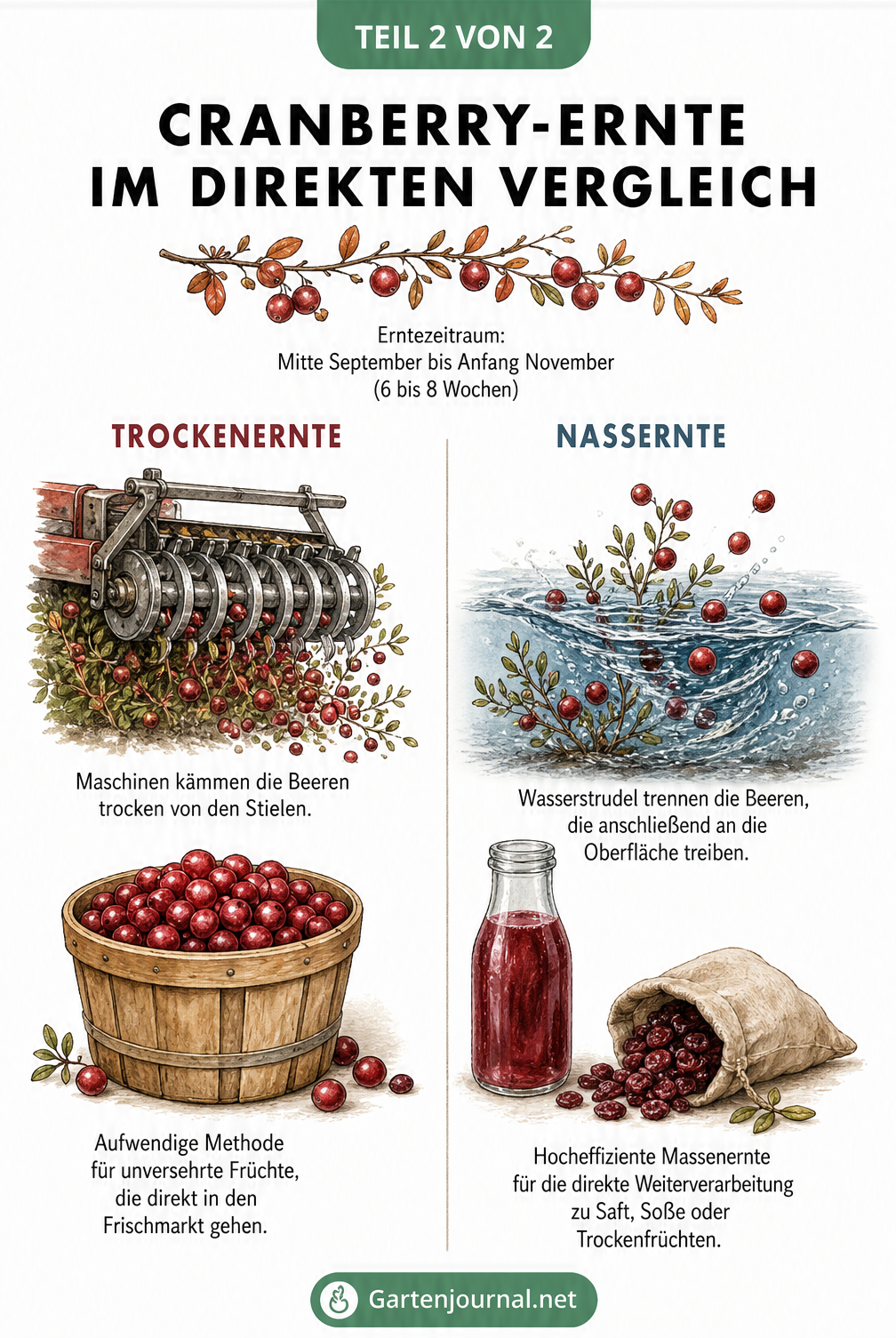 Vergleich der Trocken- und Nassernte von Cranberrys mit Illustrationen der Erntemethoden und Endprodukte.