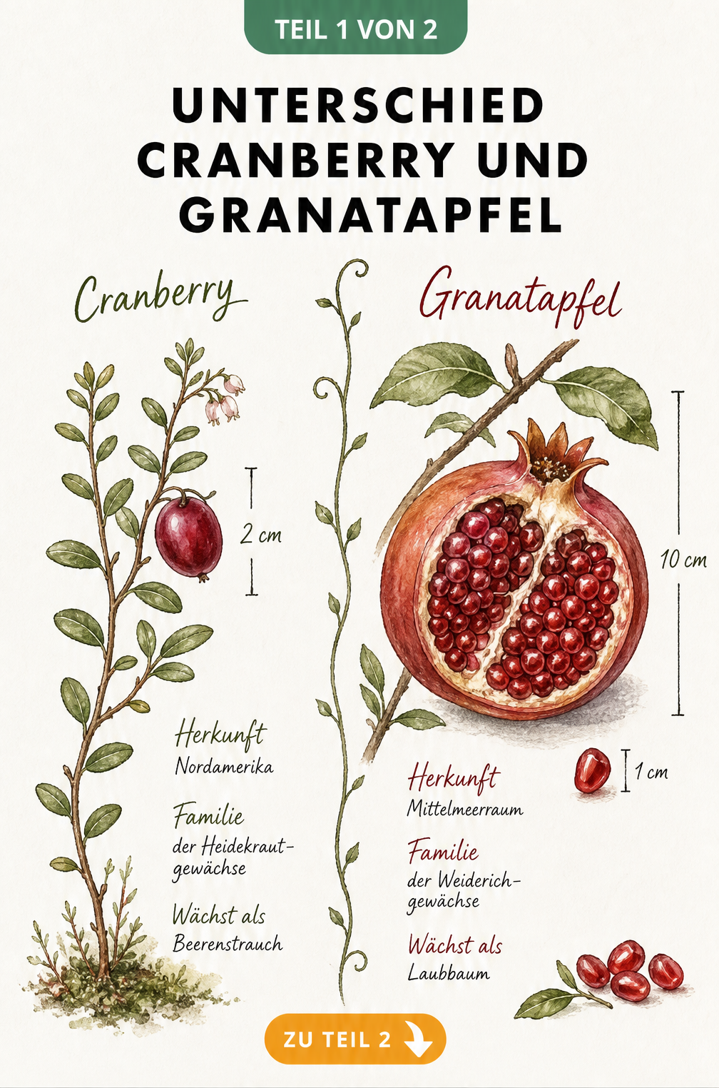 Botanische Illustration von Cranberry und Granatapfel mit Größenangaben und Herkunft