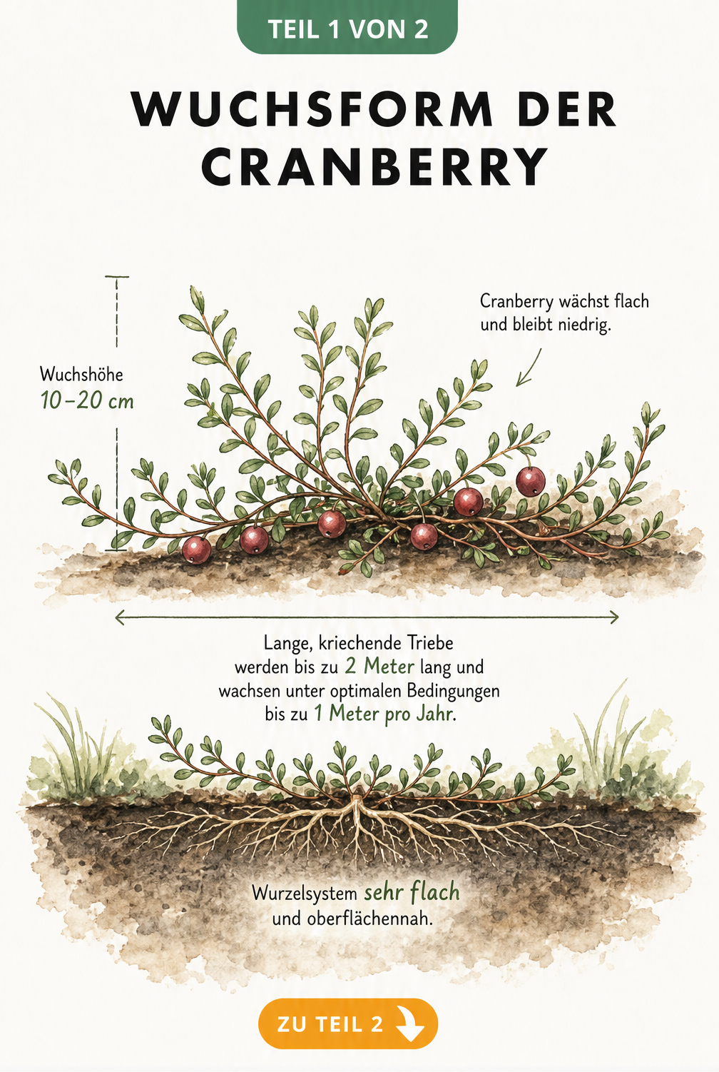 Botanische Illustration einer Cranberry-Pflanze mit flachem Wuchs, langen Trieben und oberflächennahem Wurzelsystem