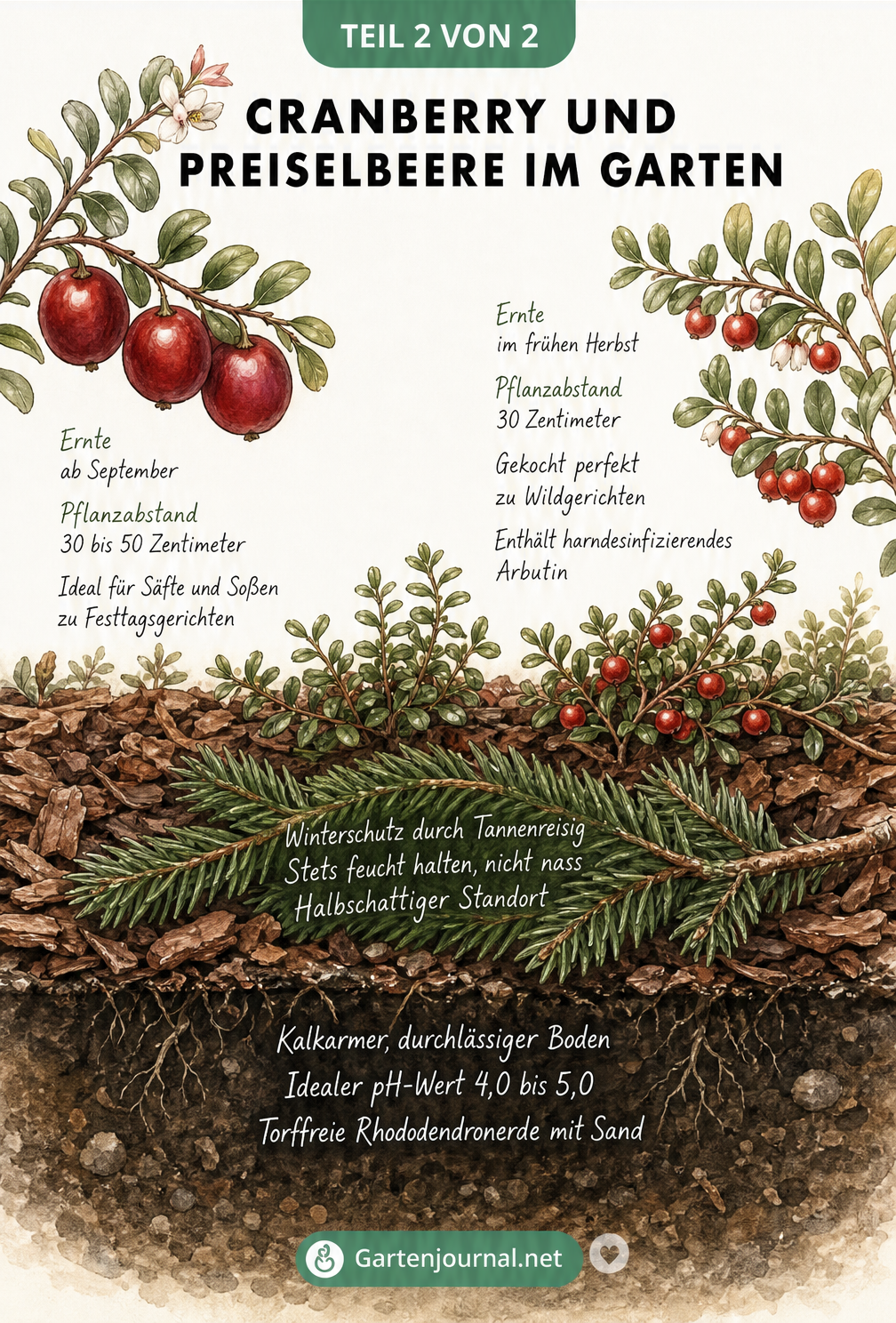 Illustration eines Gartenbeets mit Cranberry und Preiselbeere, Bodenbeschaffenheit und Erntezeit
