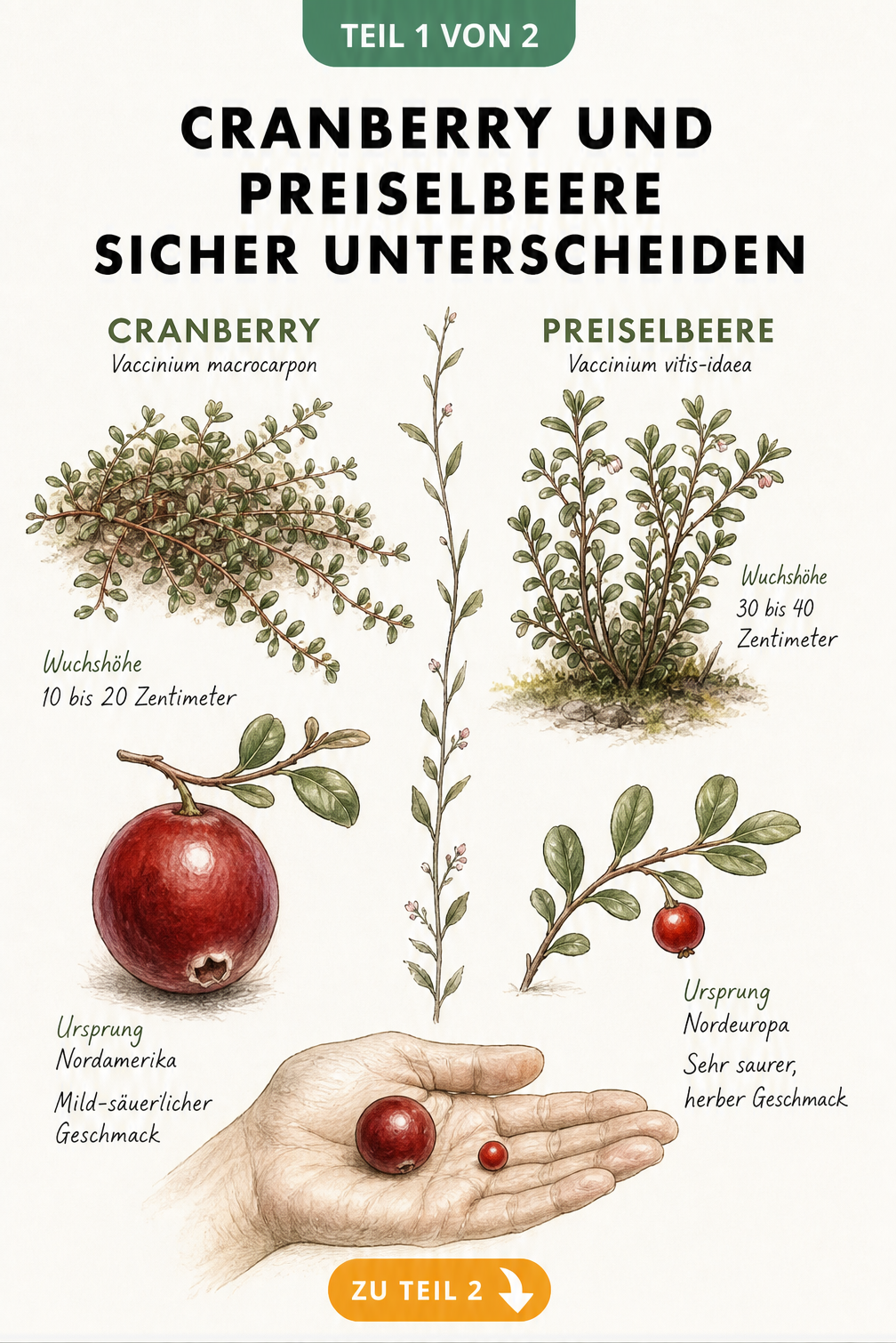 Botanische Gegenüberstellung von Cranberry und Preiselbeere mit Wuchshöhe, Herkunft und Beerengröße