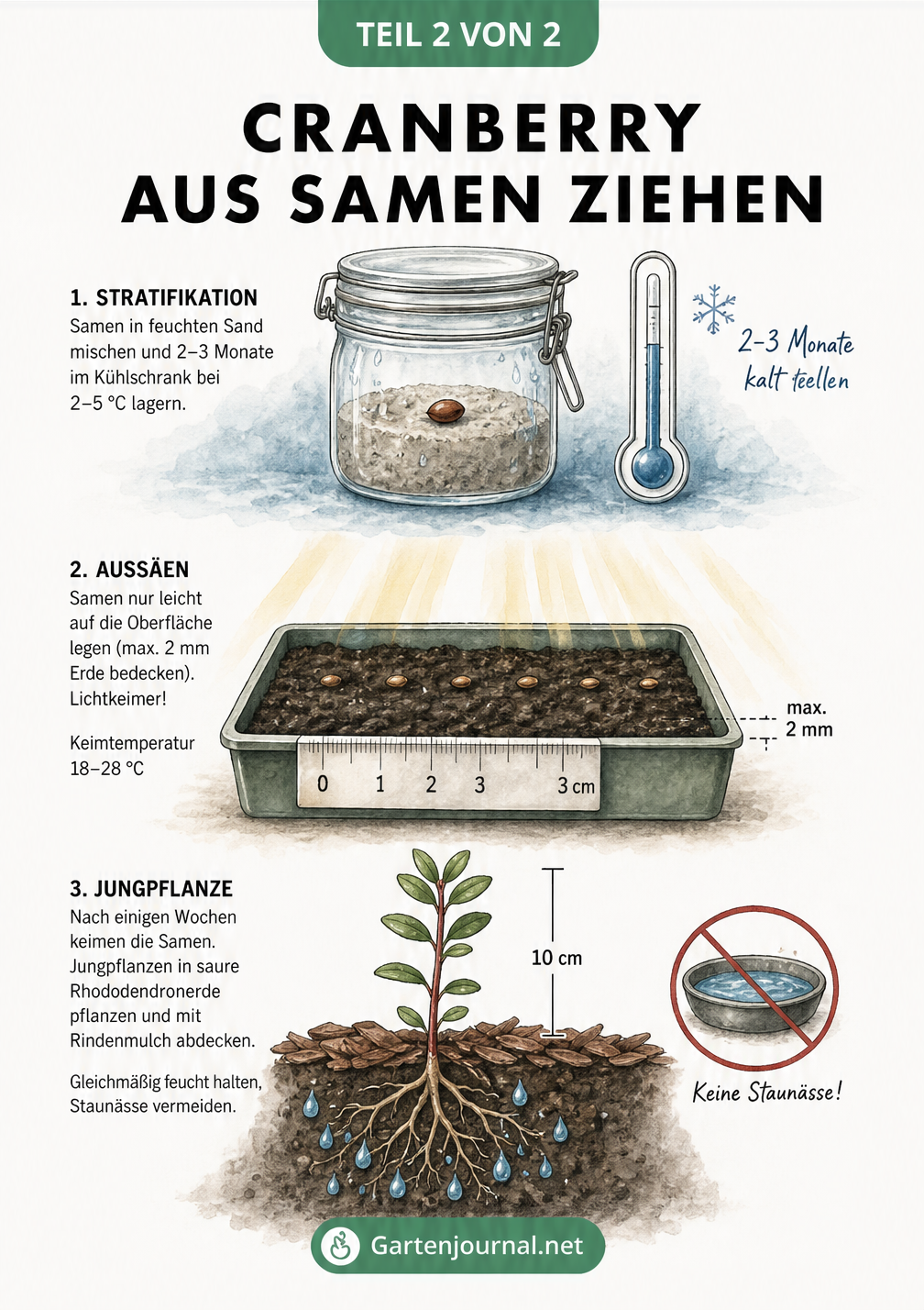 Botanische Lehrtafel zur Cranberry-Aussaat: Stratifikation, Lichtkeimung und Jungpflanze