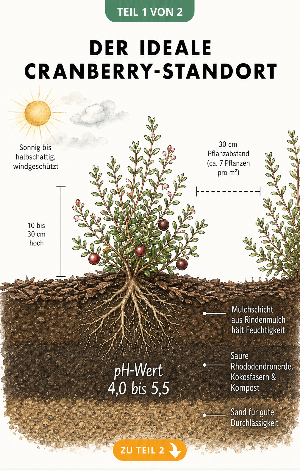 Illustration einer Cranberry-Pflanze im Querschnitt mit Wurzeln, Bodenschichten und Angaben zu Standort, Pflanzabstand und pH-Wert