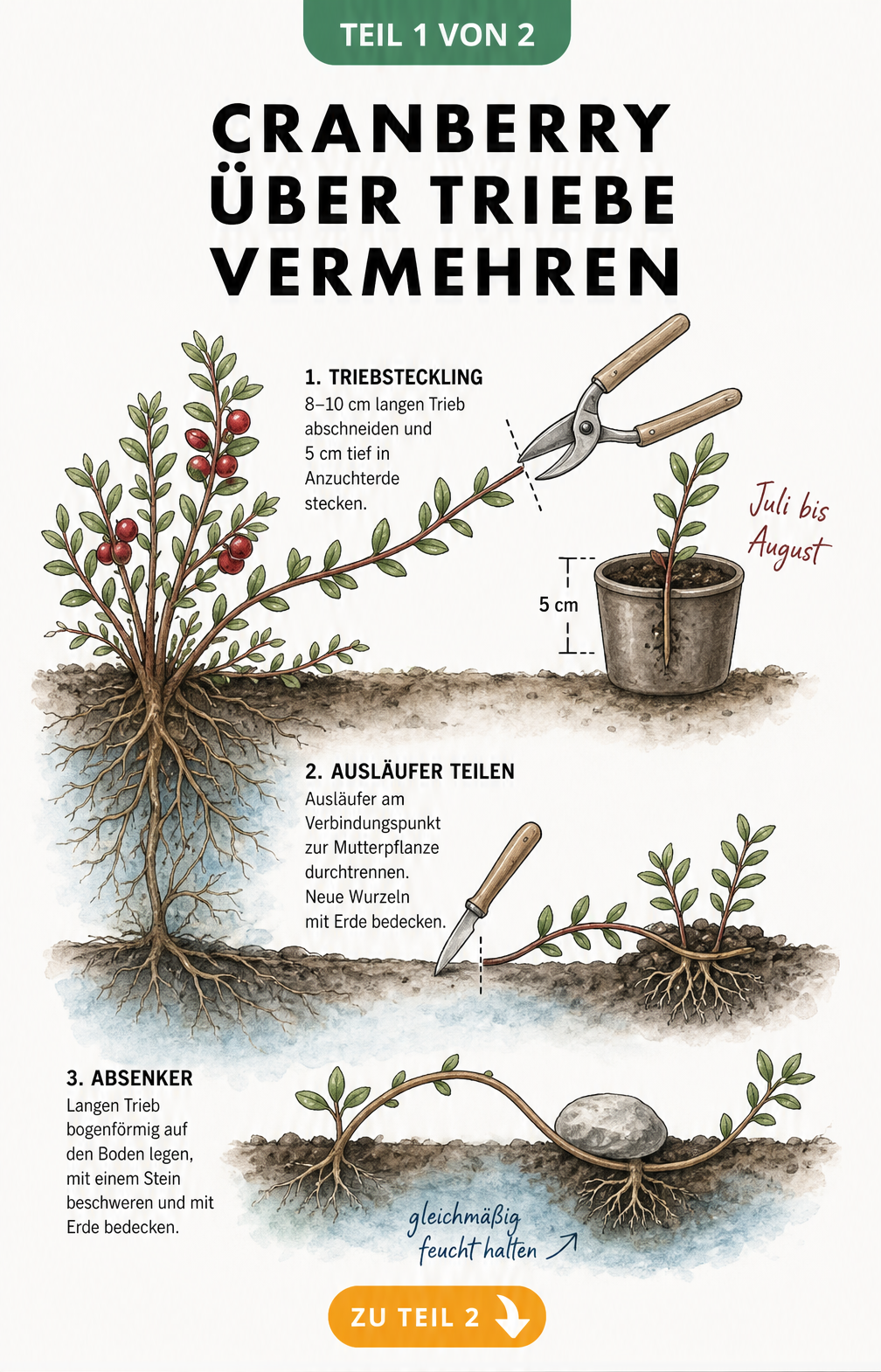 Botanische Illustration der Cranberry-Vermehrung durch Stecklinge, Ausläufer und Absenker