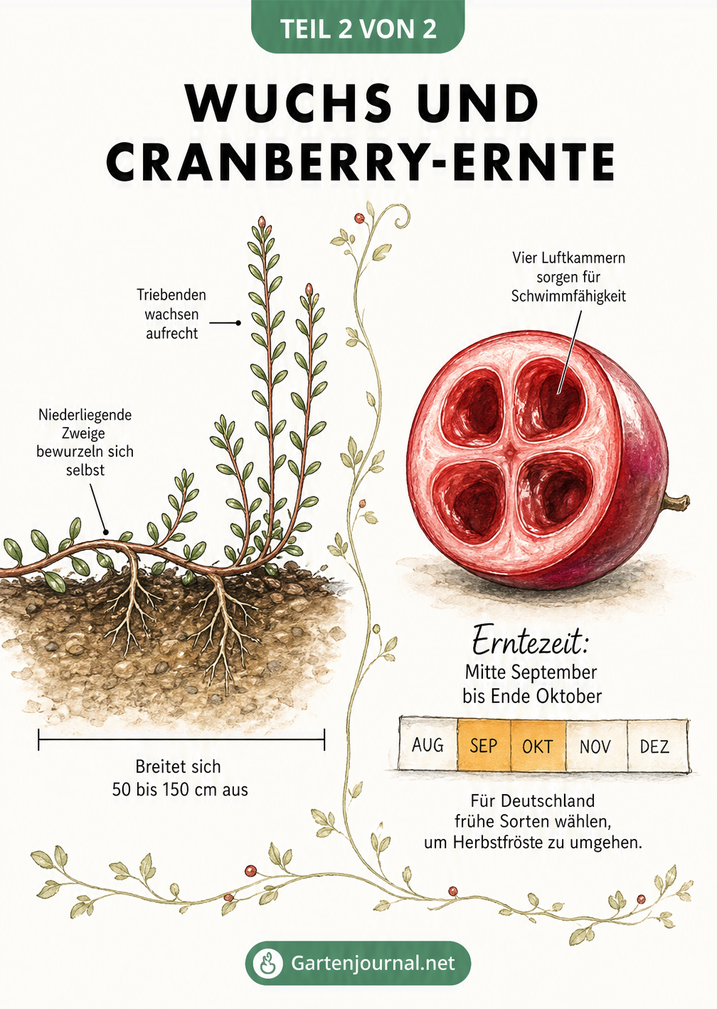 Illustration des Wuchsverhaltens einer Cranberry-Pflanze mit bewurzelnden Zweigen und Querschnitt einer Beere mit Luftkammern