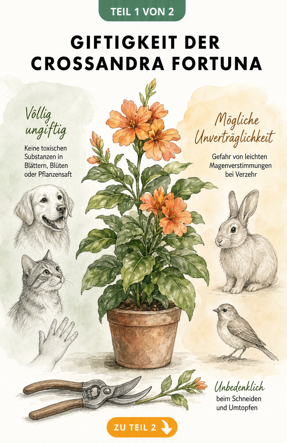 Botanische Illustration der Crossandra Fortuna mit Hinweisen zur Giftigkeit für Hunde, Katzen, Kaninchen und Vögel