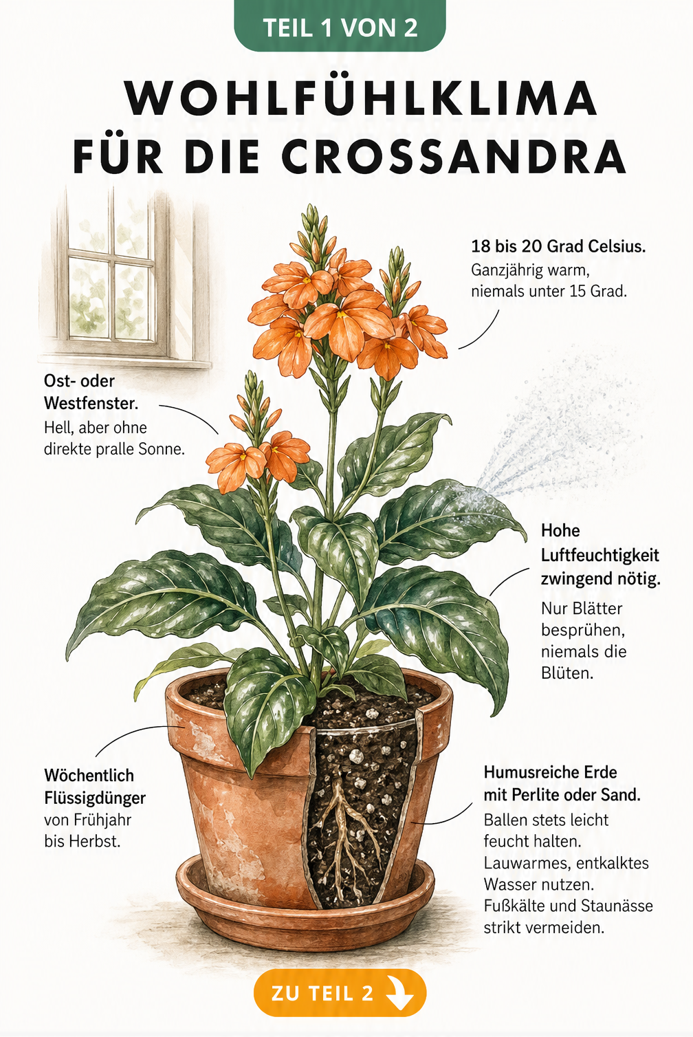 Botanische Illustration einer blühenden Crossandra im Terrakotta-Topf mit Hinweisen zu Standort, Temperatur, Luftfeuchtigkeit und Düngung