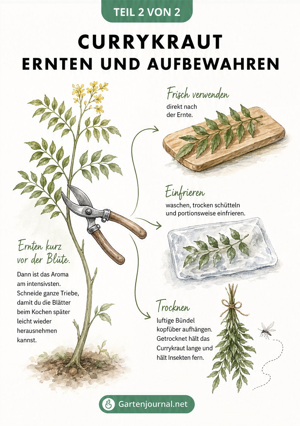 Illustration zur Ernte und Aufbewahrung von Currykraut mit Gartenschere, frischem Zweig, eingefrorenem Zweig und getrocknetem Bündel