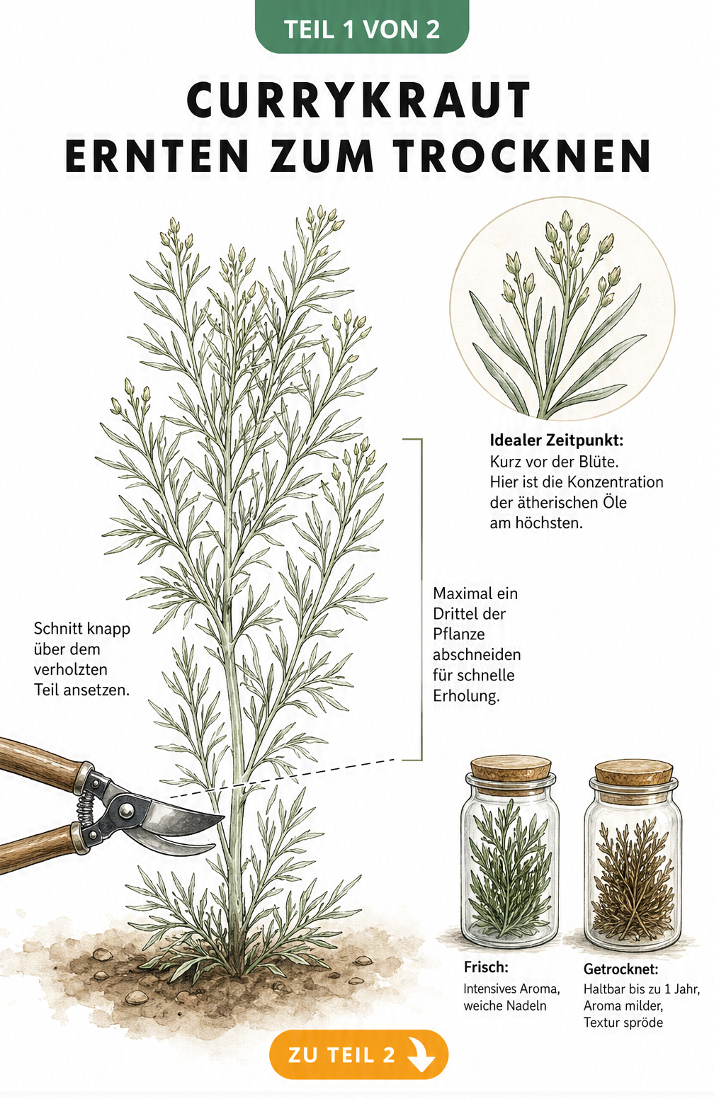 Illustration einer Currykraut-Pflanze mit Gartenschere, die den richtigen Schnitt zum Ernten und Trocknen zeigt.