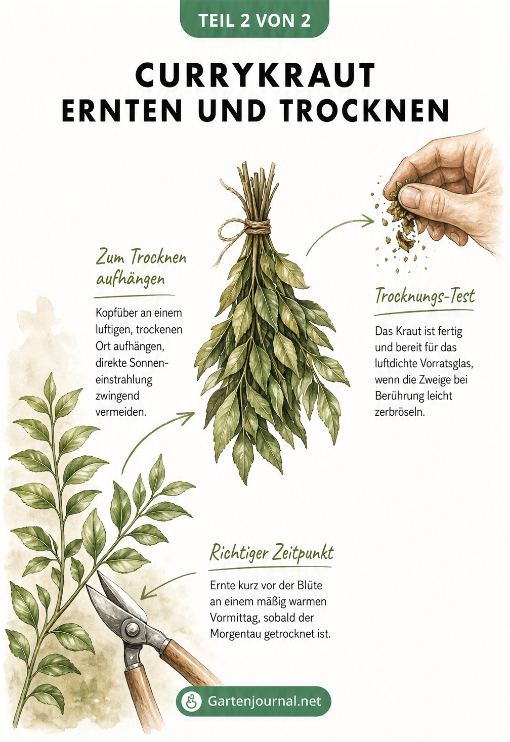 Illustration zum Ernten und Trocknen von Currykraut mit Gartenschere und Kräuterbündel