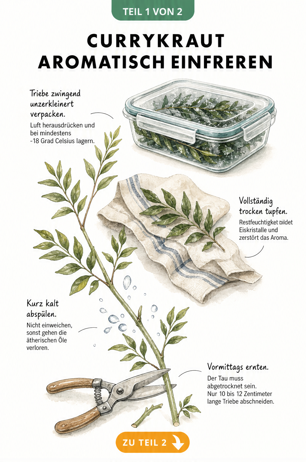 Botanische Illustration eines Currykraut-Zweigs mit Anleitung zum Ernten, Waschen, Trocknen und Einfrieren