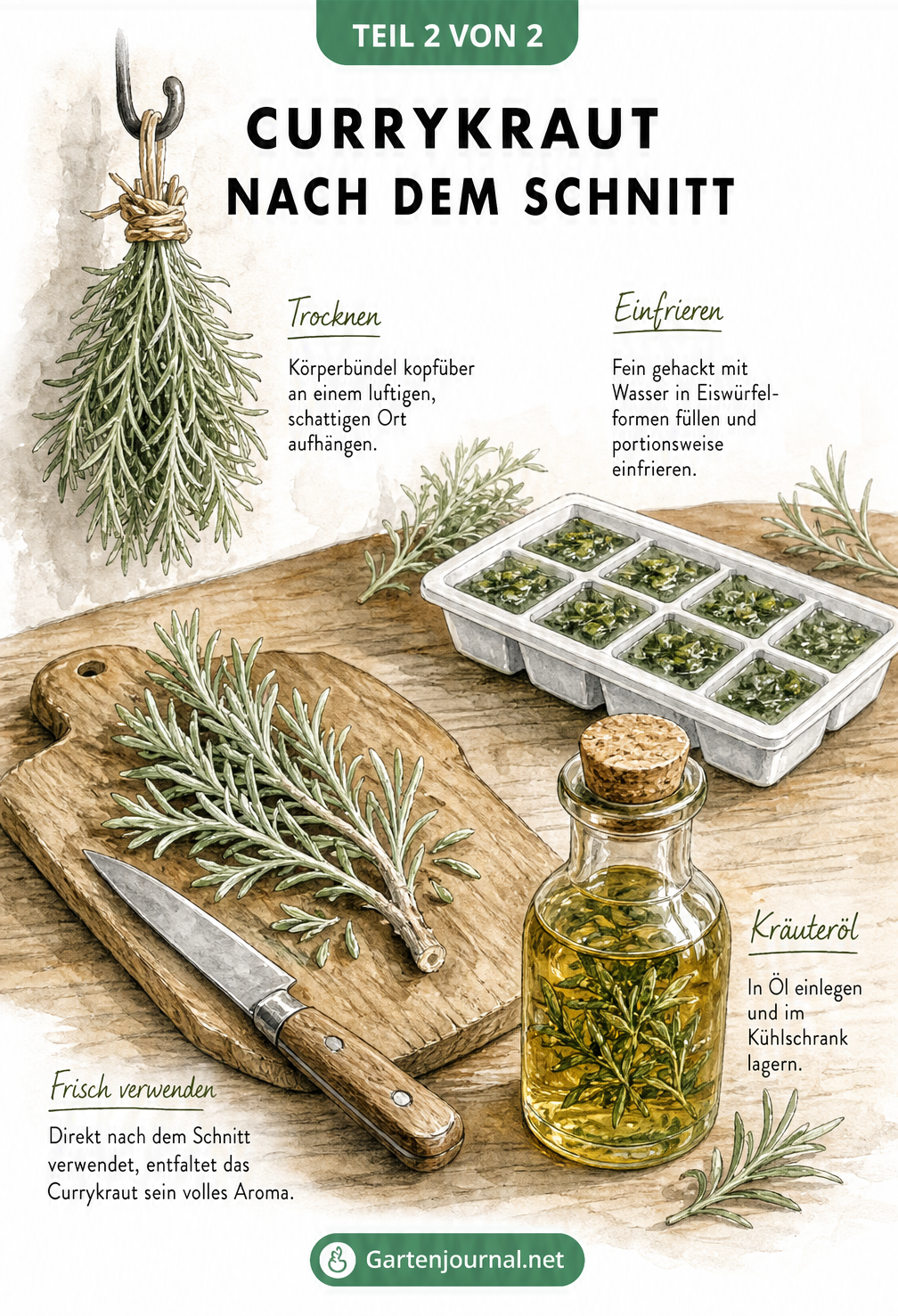 Illustration verschiedener Konservierungsmethoden für Currykraut: frisch, getrocknet im Bündel, eingefroren in Eiswürfeln und als Kräuteröl.