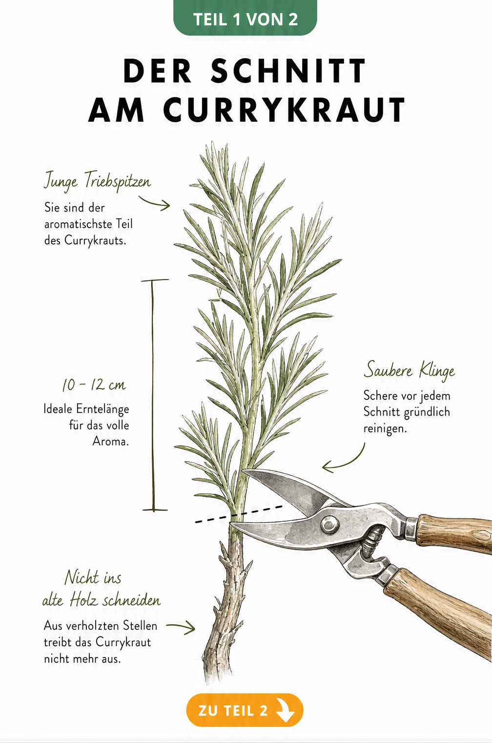 Botanische Illustration eines Currykraut-Zweiges mit Gartenschere, die den idealen Schnittpunkt oberhalb der Verholzung zeigt.