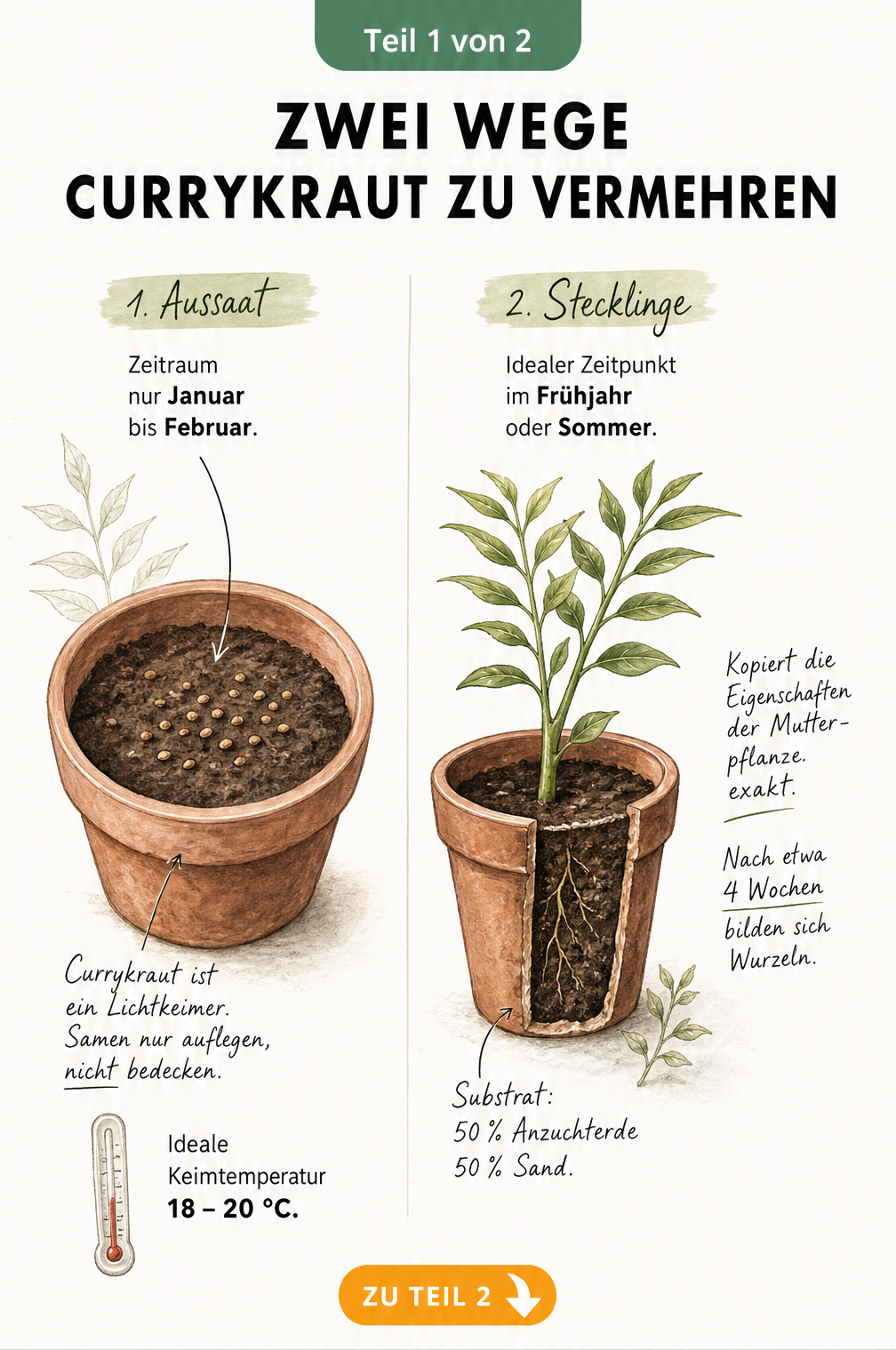 Illustration von zwei Methoden zur Vermehrung von Currykraut durch Aussaat und Stecklinge