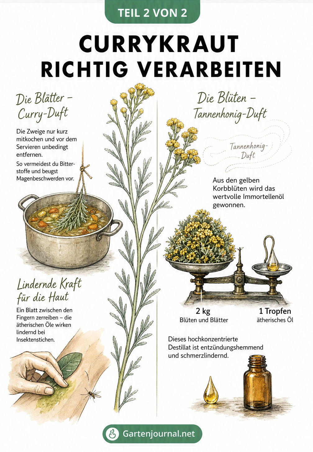 Illustration zur Verwendung von Currykraut in der Küche und zur Gewinnung von Immortellenöl