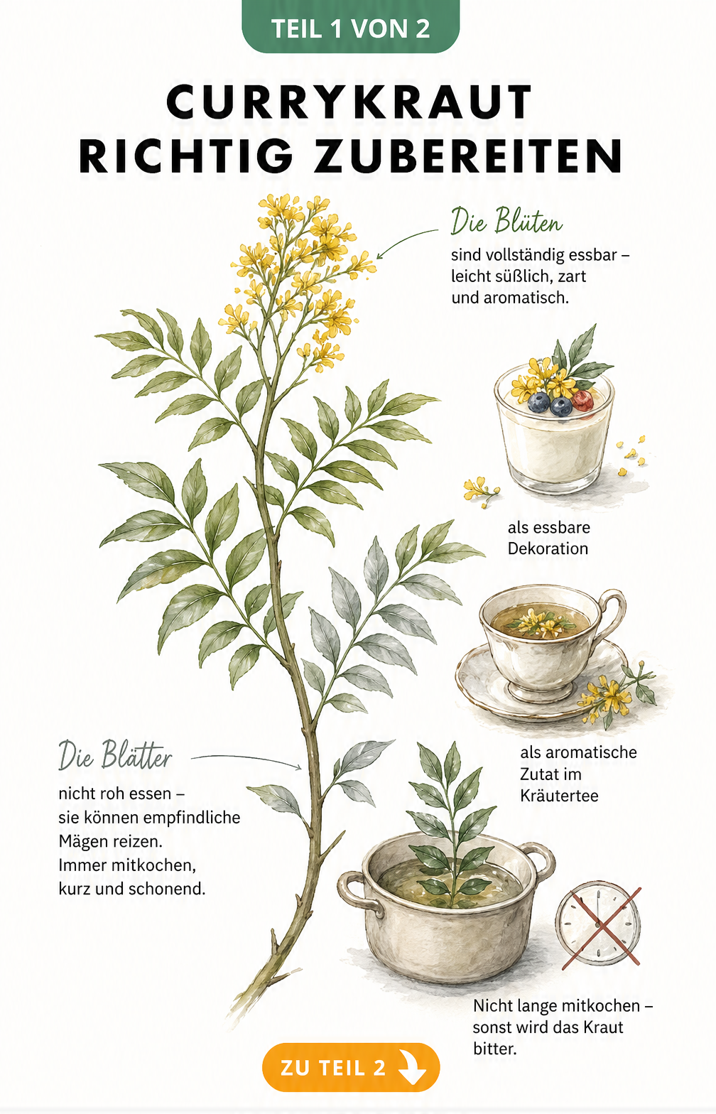Botanische Illustration eines Currykraut-Zweigs mit Hinweisen zur Essbarkeit von Blüten und Blättern sowie der richtigen Zubereitung im Kochtopf
