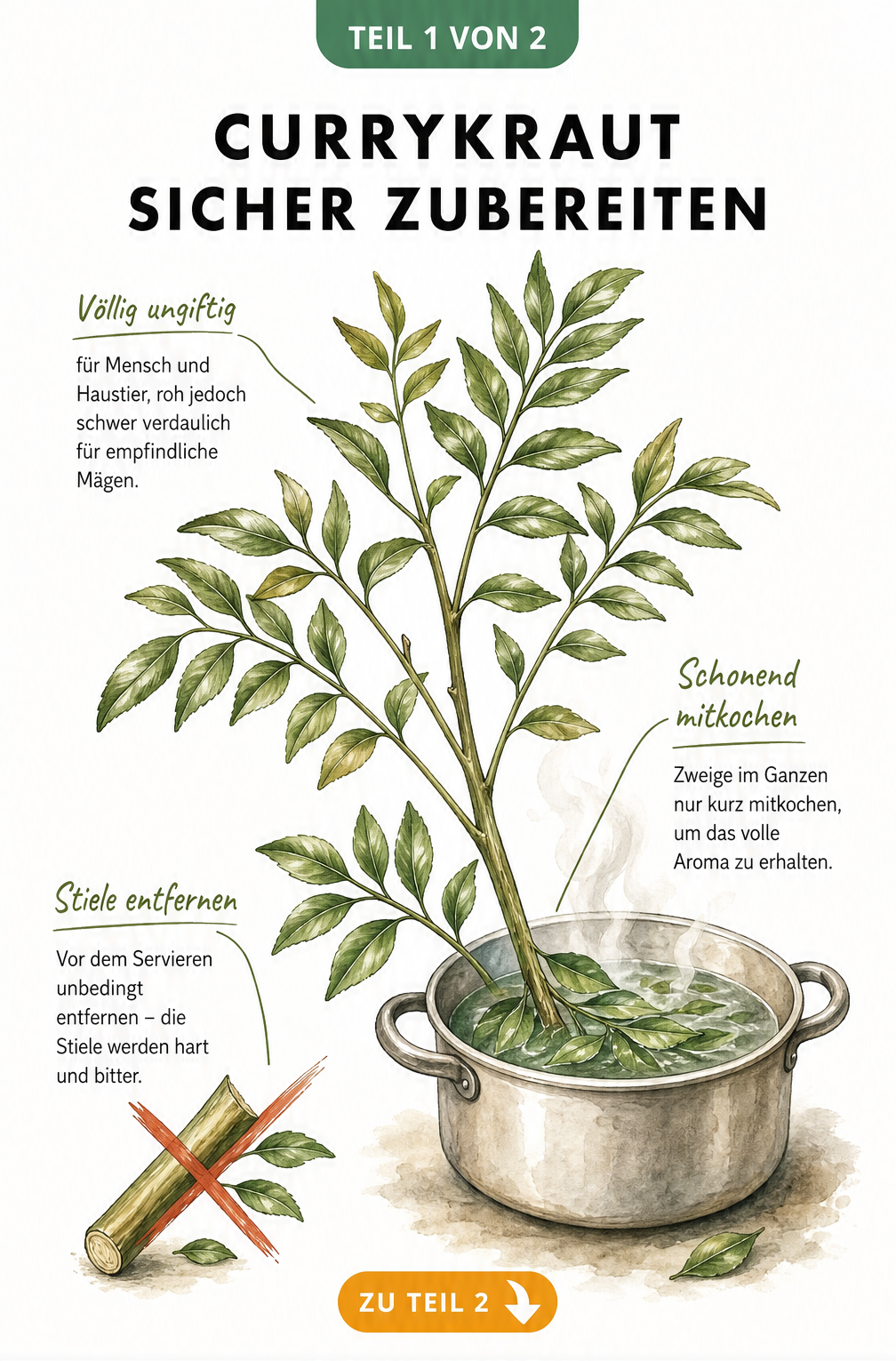 Botanische Illustration eines Currykraut-Zweigs mit Hinweisen zur Verträglichkeit und Zubereitung