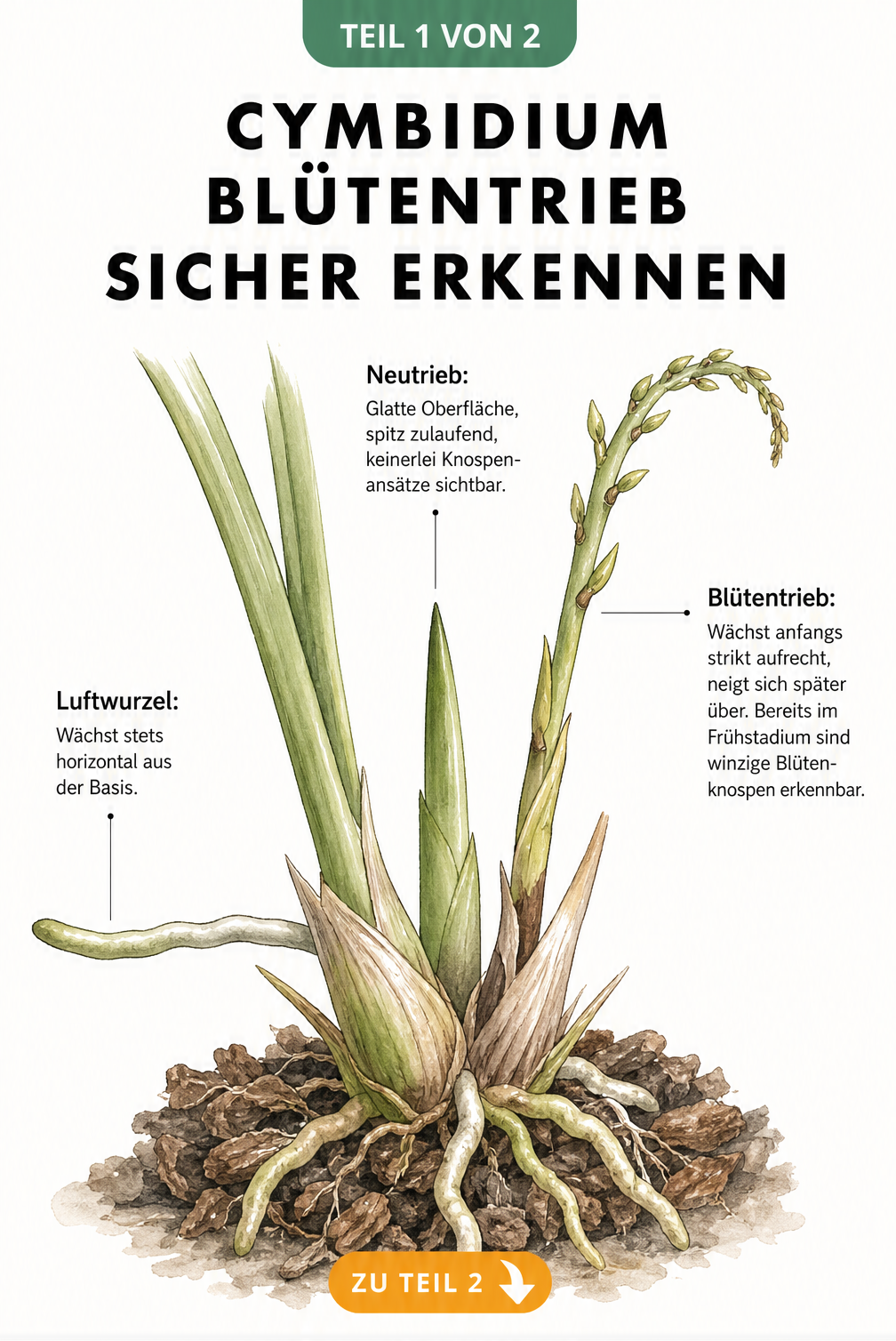 Botanische Illustration einer Cymbidium-Orchidee, die die Unterschiede zwischen Luftwurzel, Neutrieb und Blütentrieb an der Basis zeigt.