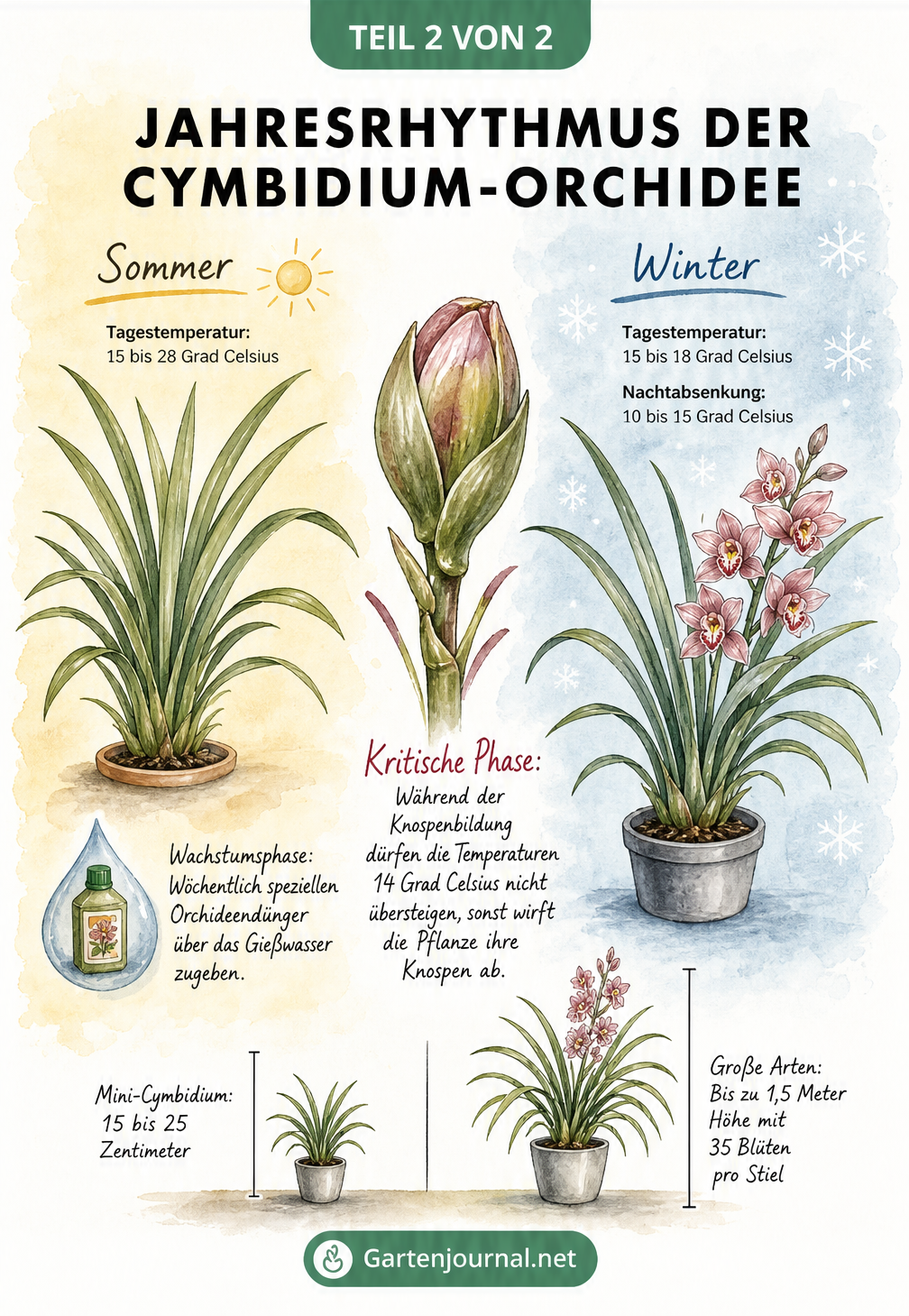 Illustration des Jahresrhythmus der Cymbidium-Orchidee mit Temperaturvorgaben für Sommer und Winter sowie Größenvergleich