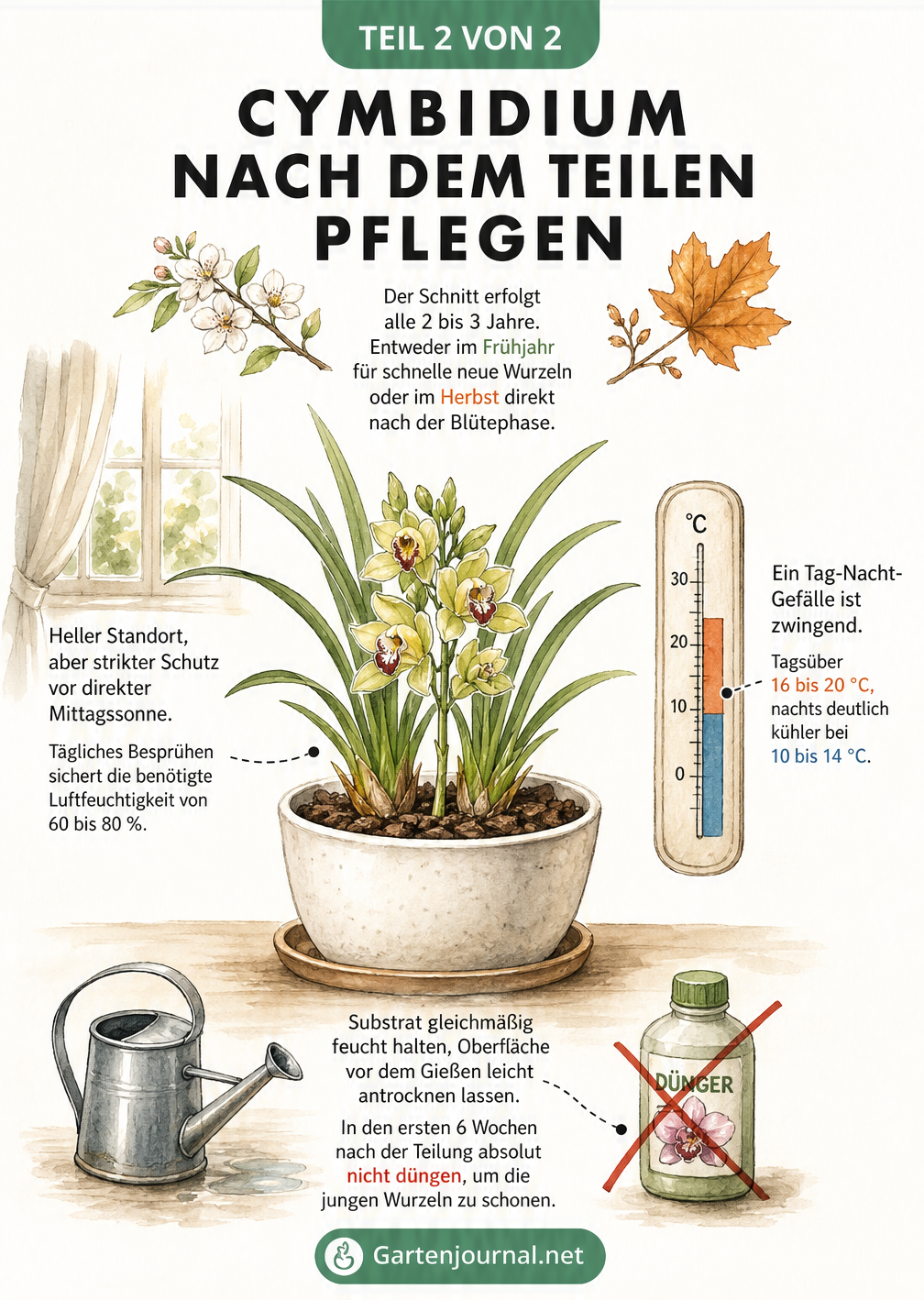 Illustration einer frisch geteilten Cymbidium-Orchidee im Topf mit Hinweisen zu Standort, Temperatur, Gießen und Düngen.
