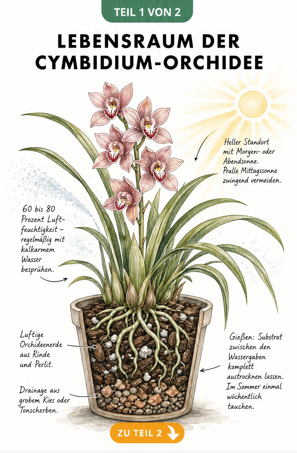 Schnittdarstellung einer blühenden Cymbidium-Orchidee im Topf mit Details zu Substrat, Gießen und Lichtbedarf
