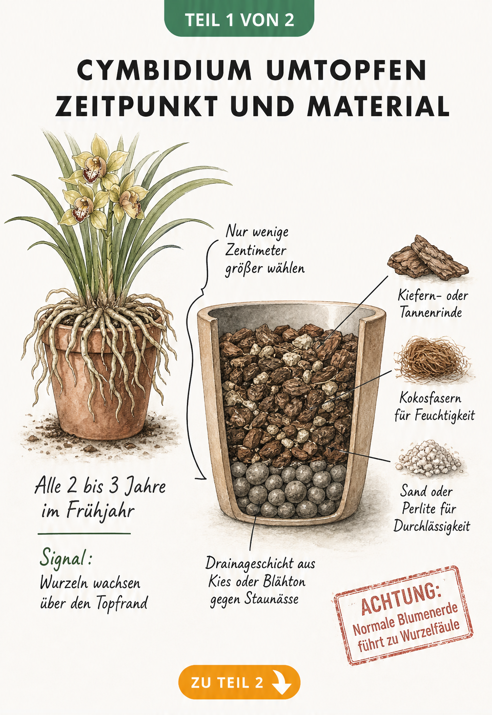 Illustration einer Cymbidium-Orchidee im zu kleinen Topf und Schnittzeichnung des neuen Pflanzgefäßes mit Drainageschicht und Substrat