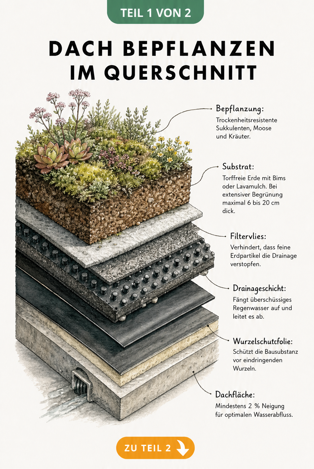 3D-Schnittzeichnung eines Flachdachs mit den Schichten Wurzelschutzfolie, Drainageschicht, Filtervlies, Substrat und Bepflanzung