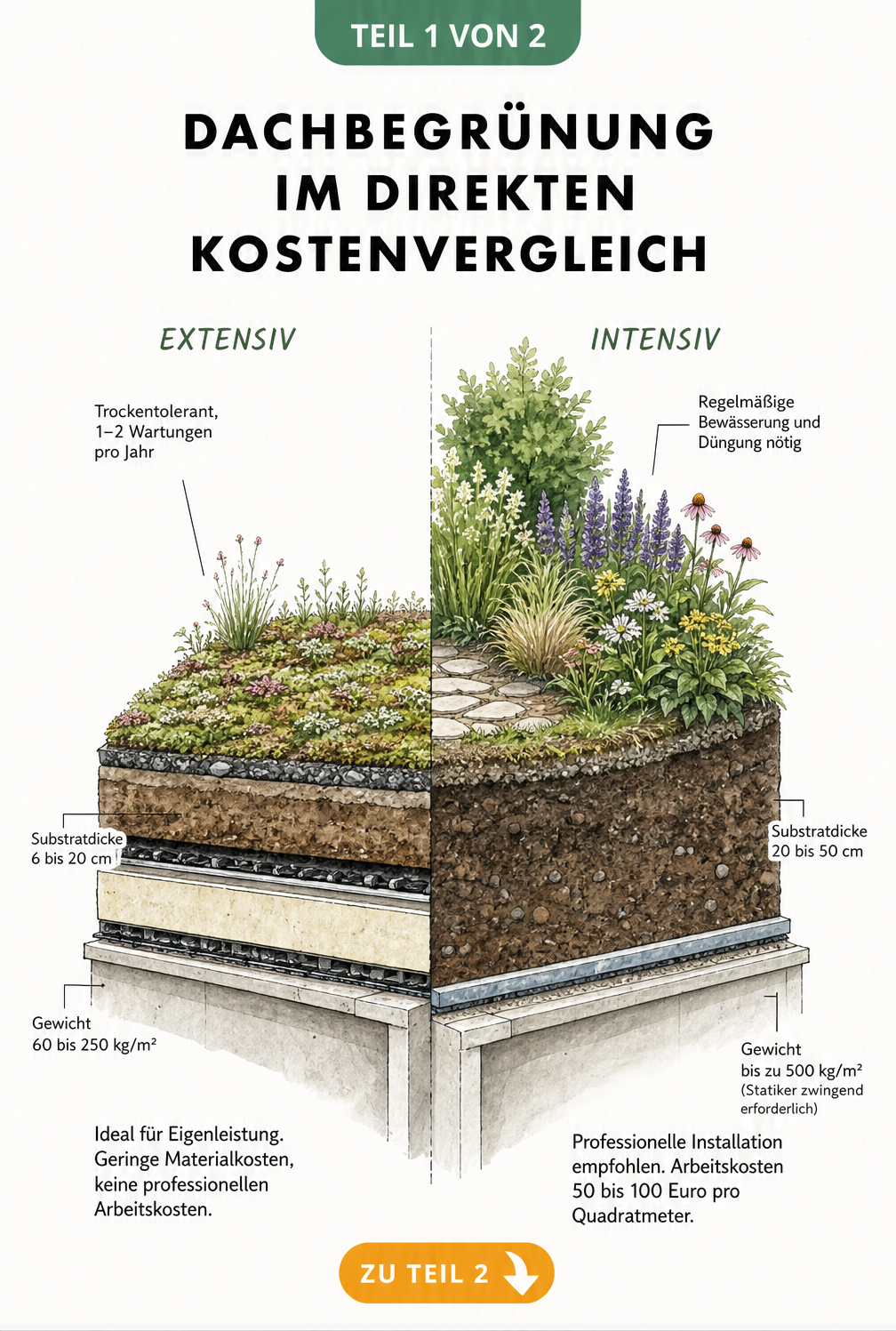 Architekturskizze eines Flachdachs im Querschnitt, die extensive und intensive Dachbegrünung im direkten Kostenvergleich gegenüberstellt.