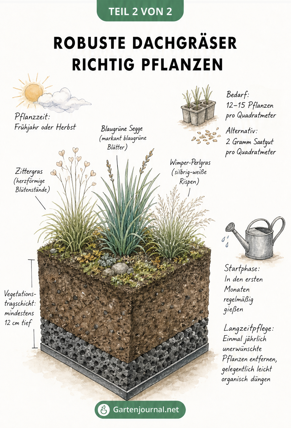 Illustration eines Dachaufbaus mit Drainageschicht und gepflanzten Dachgräsern wie Zittergras und Segge
