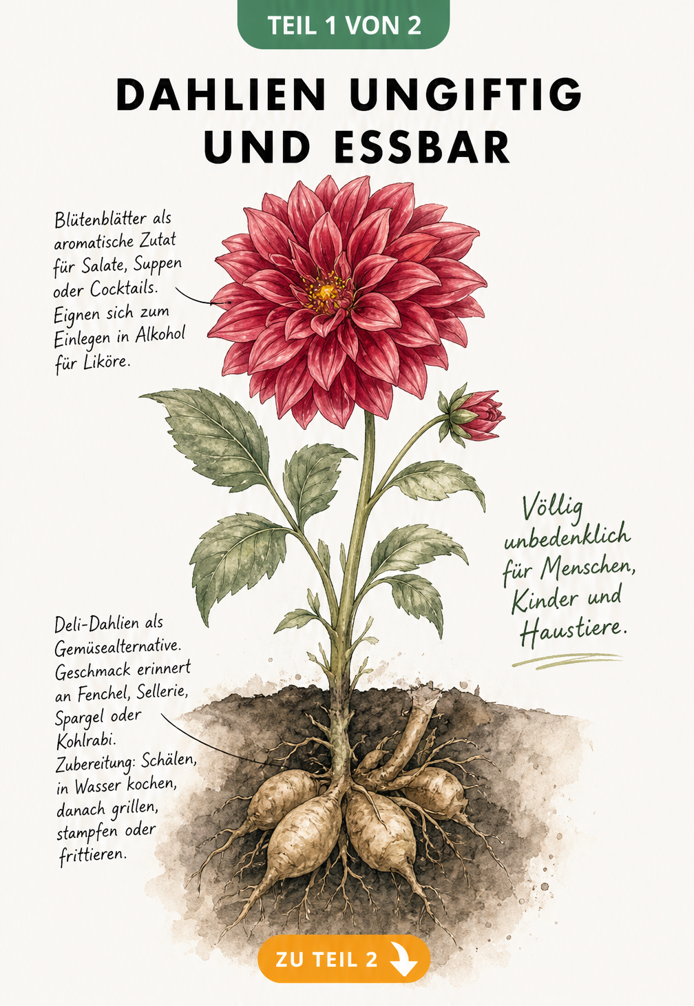 Botanische Illustration einer Dahlie im Querschnitt mit Blüte, Stiel und Wurzelknolle sowie Hinweisen zur Essbarkeit