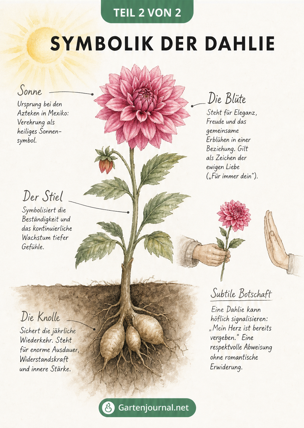 Querschnitt einer Dahlienpflanze von der Knolle bis zur Blüte mit Erklärungen zur Symbolik
