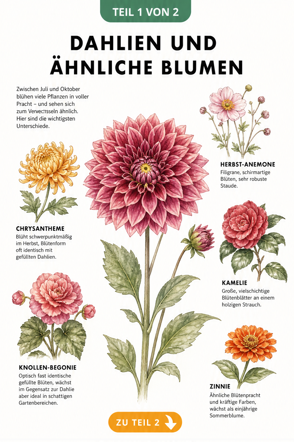 Botanische Illustration einer Dahlie im Vergleich mit Chrysantheme, Herbst-Anemone, Knollen-Begonie, Kamelie und Zinnie