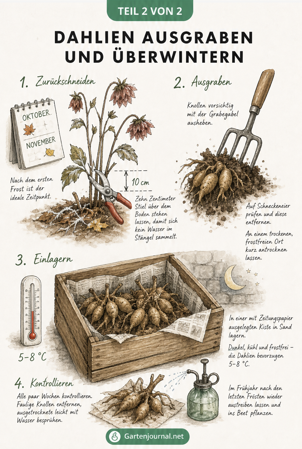 Vierstufige Illustration zur Überwinterung von Dahlien: Rückschnitt im Herbst, Ausgraben der Knollen, Kontrolle und Lagerung in einer Holzkiste bei 5 bis 8 Grad
