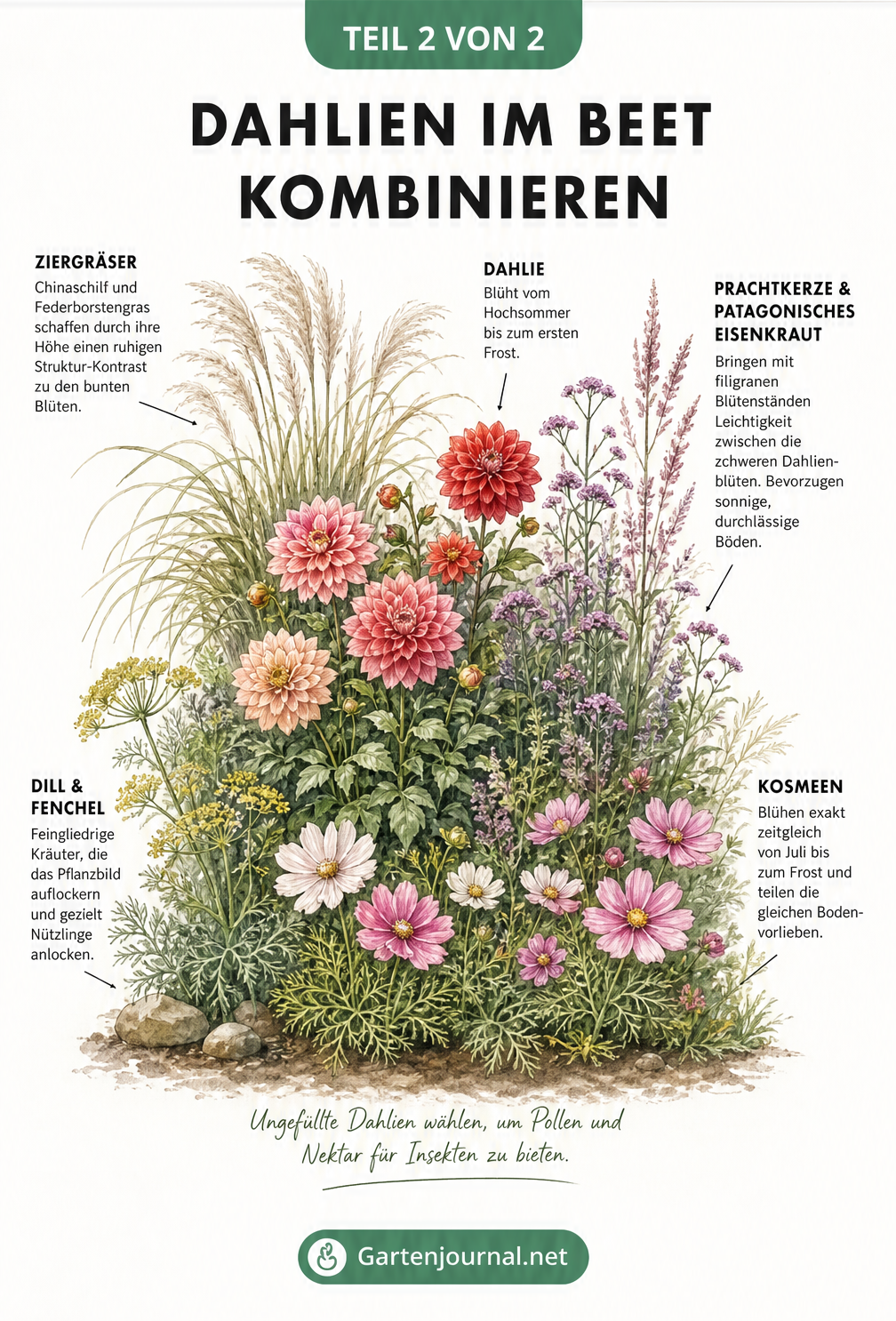 Querschnitt eines Gartenbeets mit Dahlie im Zentrum, umgeben von Ziergräsern, Prachtkerze, Kosmeen und Kräutern