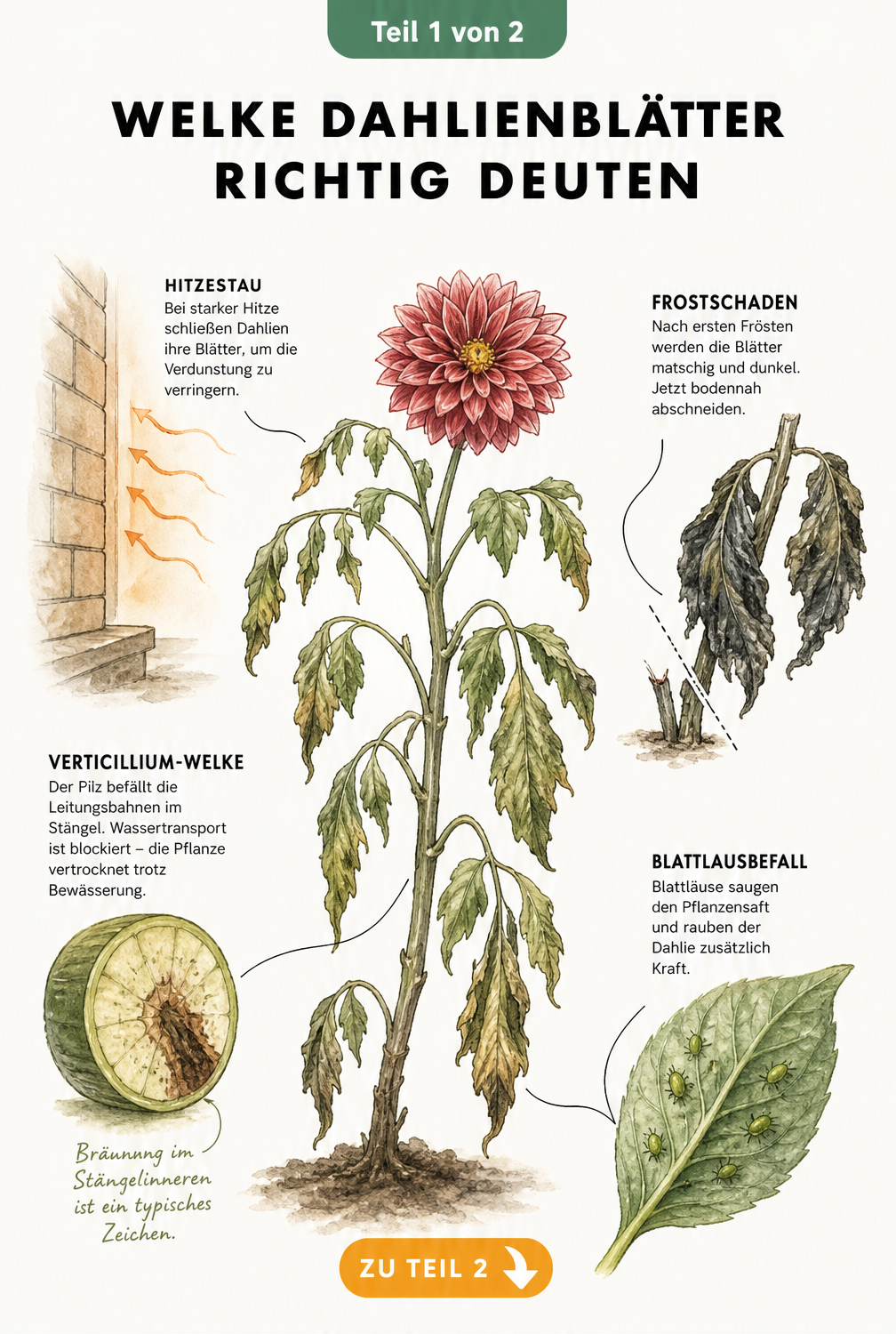 Botanische Illustration einer Dahlie mit hängenden Blättern, die Ursachen wie Hitzestau, Frost, Verticillium-Welke und Blattläuse zeigt.